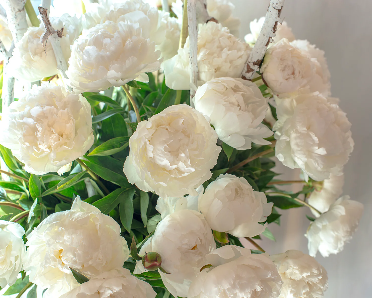 Paeonia 'Bowl of Cream' - Image 4