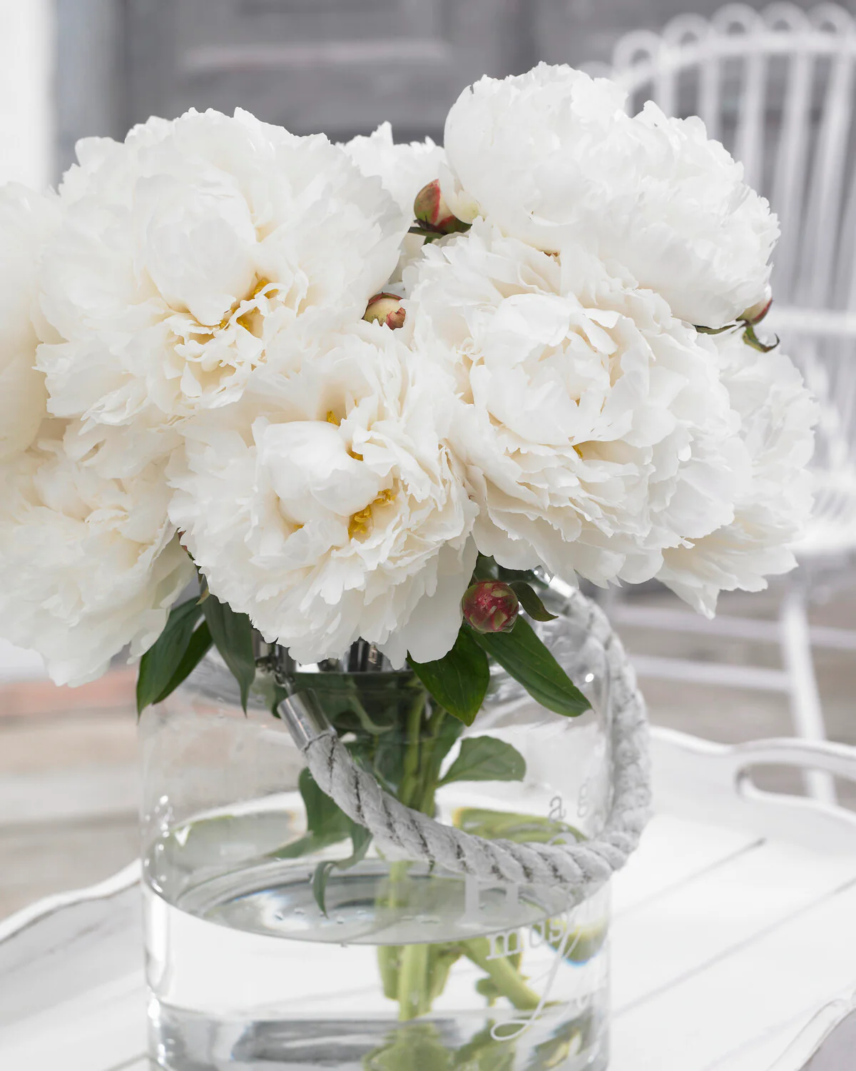 Paeonia 'Bowl of Cream' - Image 8