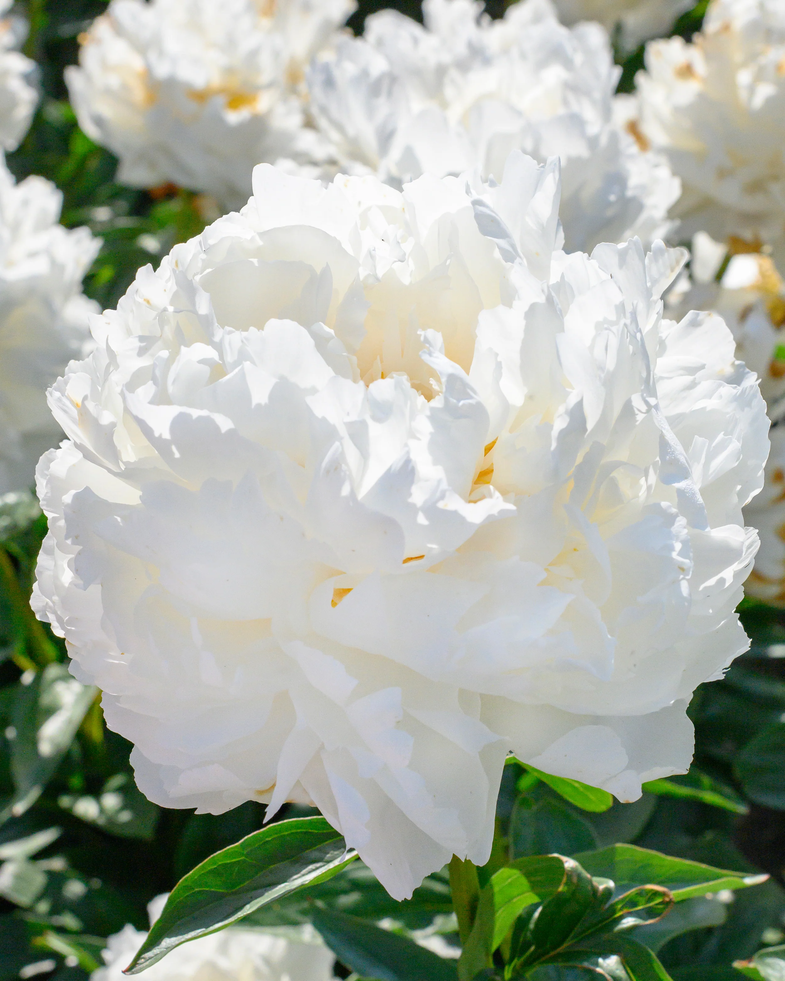 Paeonia 'Bowl of Cream' - Image 9