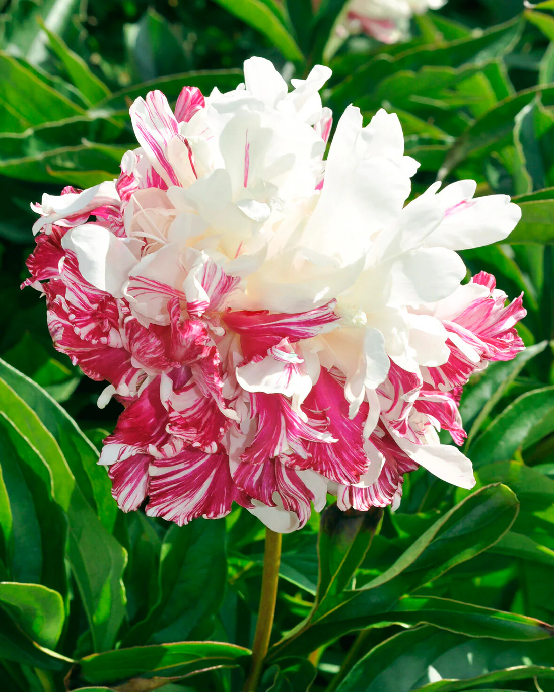 Paeonia 'Candy Stripe' - Image 2