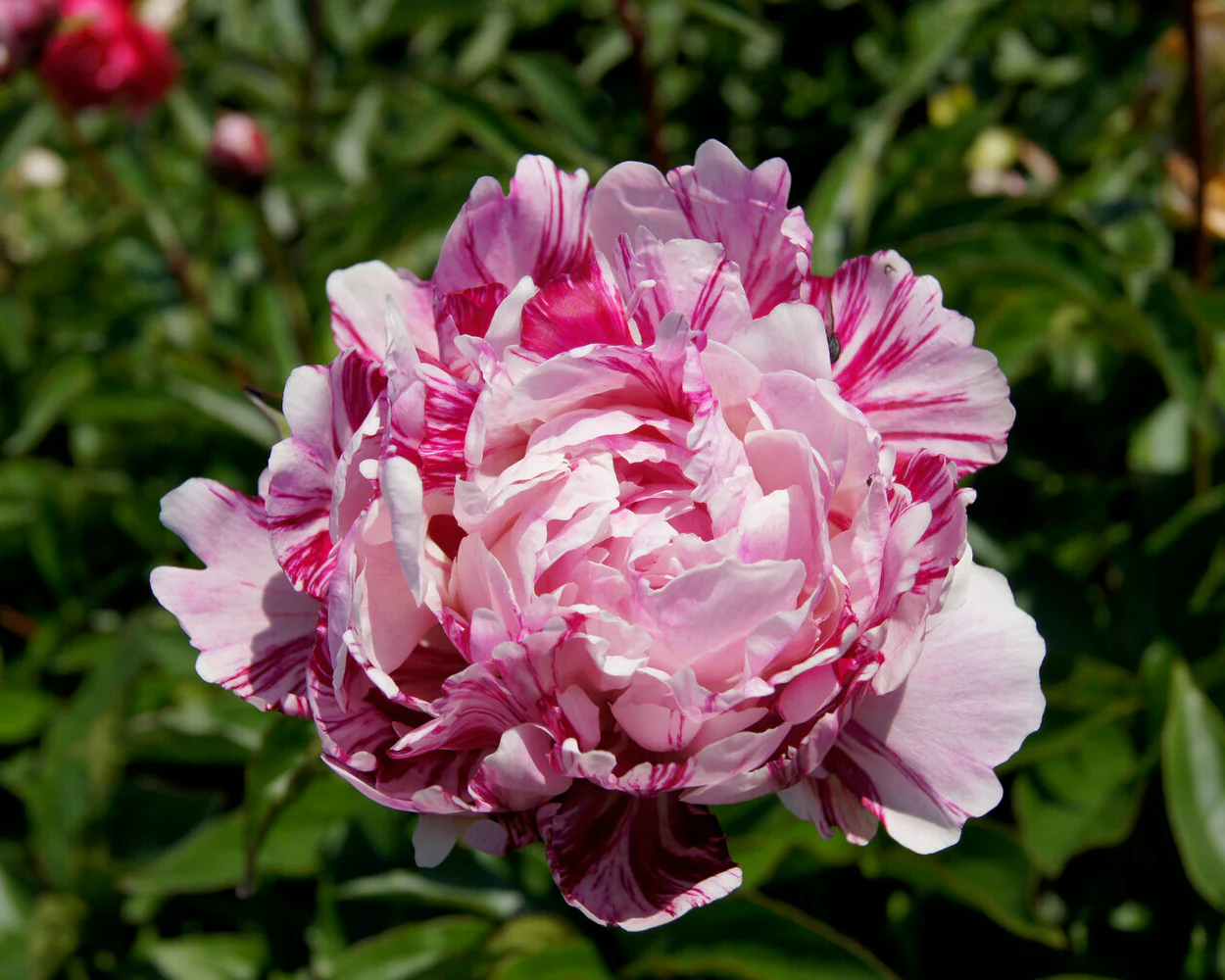 Paeonia 'Candy Stripe' - Image 5
