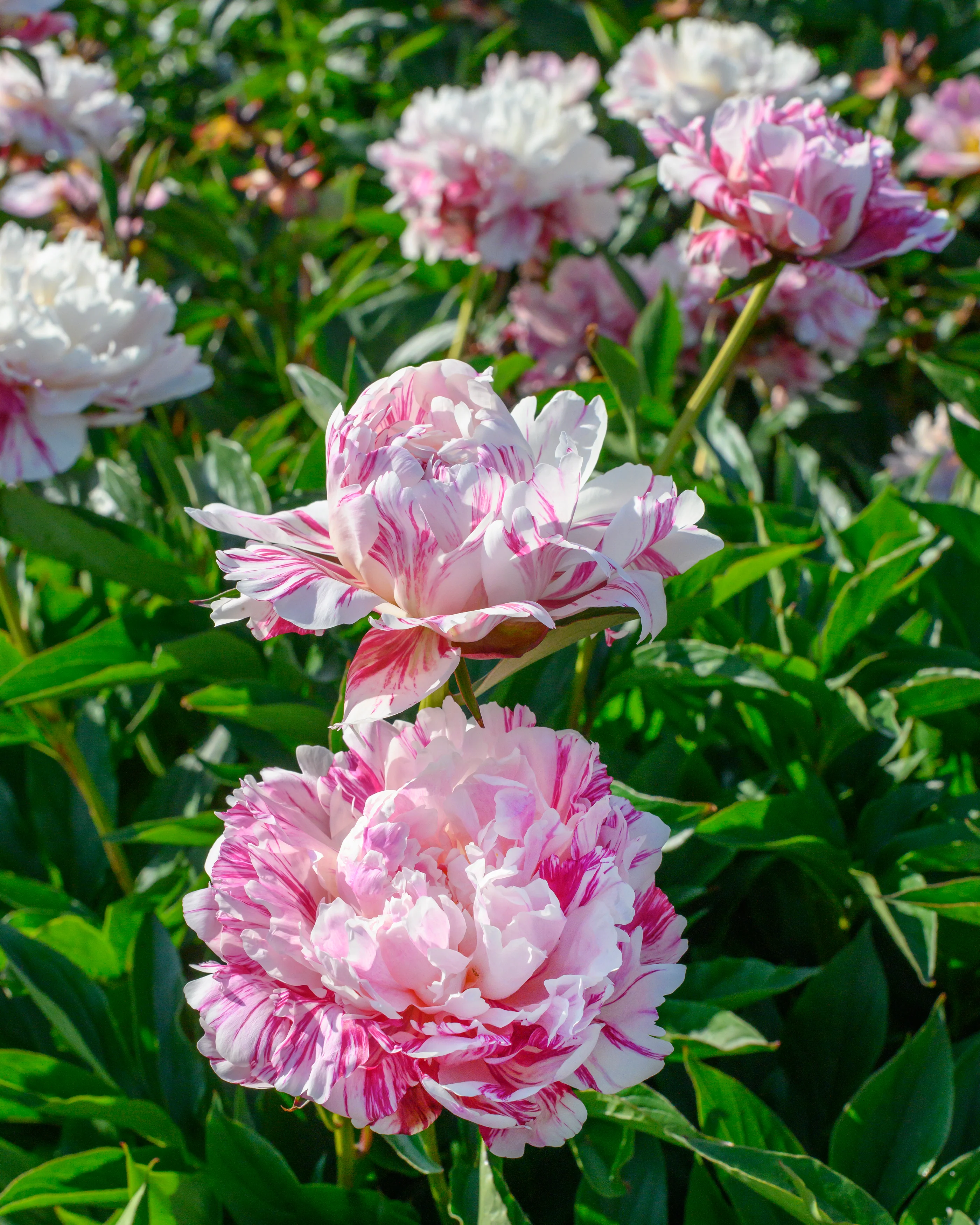Paeonia 'Candy Stripe' - Image 6