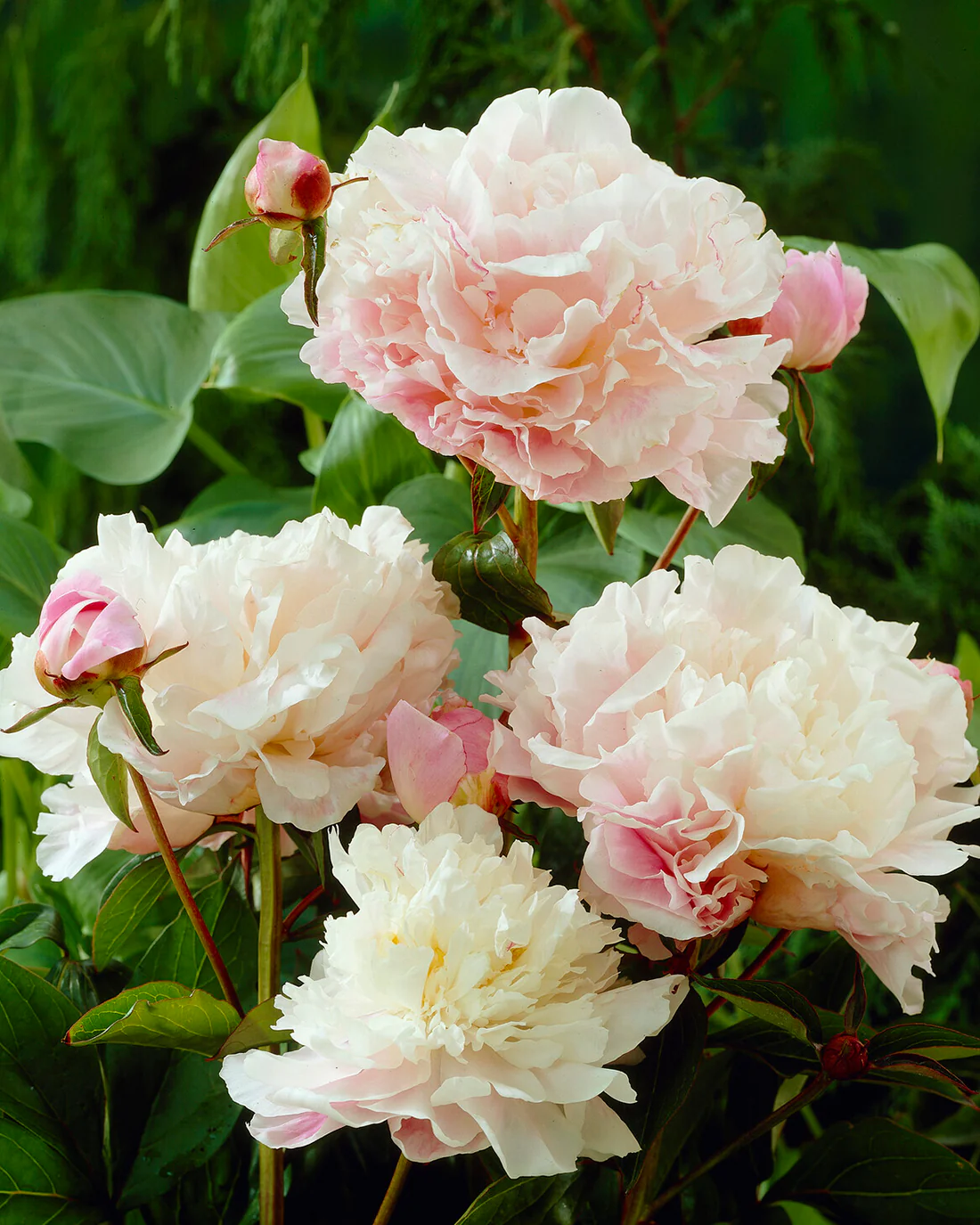 Paeonia 'Catharina Fontijn' - Image 3
