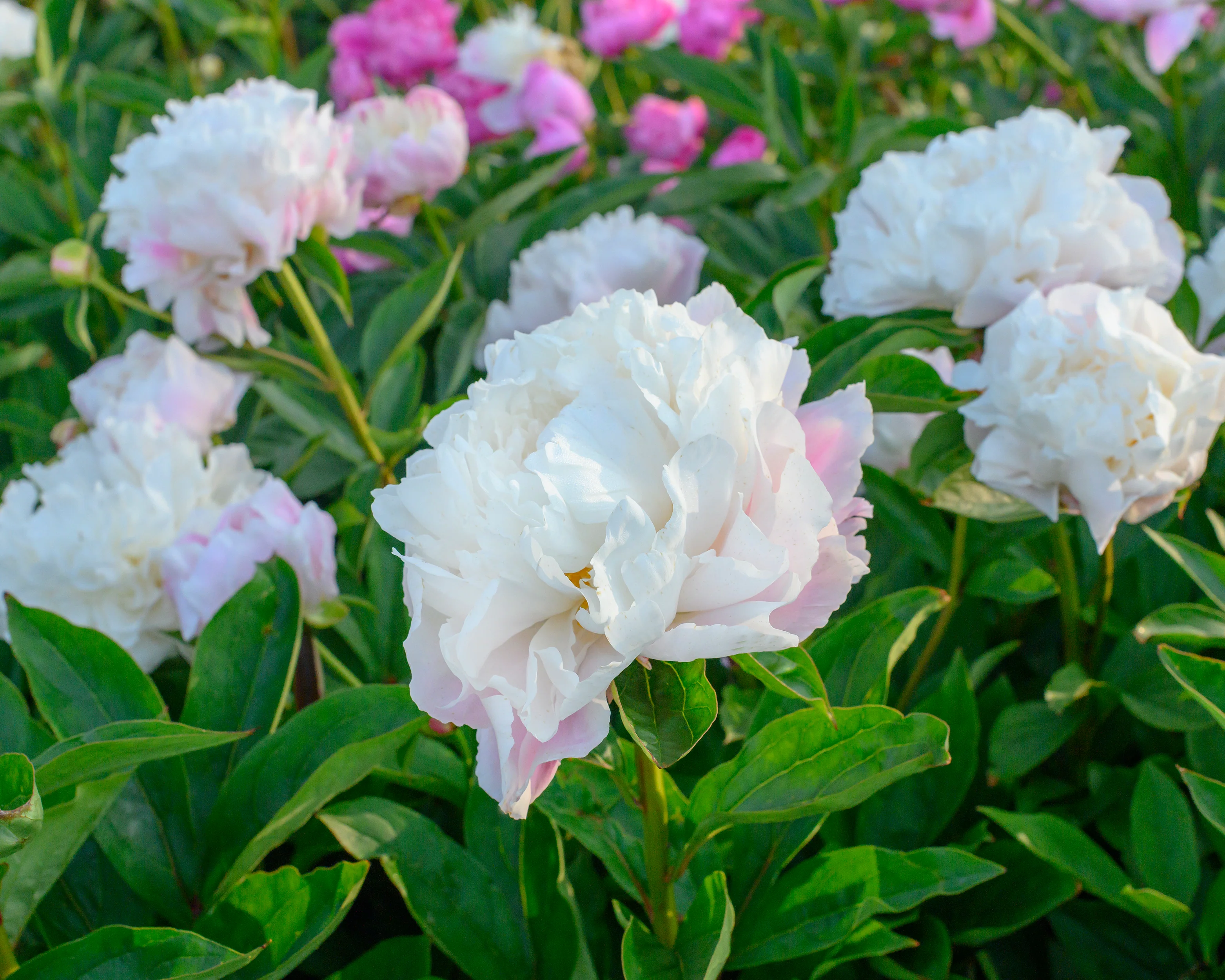 Paeonia 'Catharina Fontijn' - Image 5