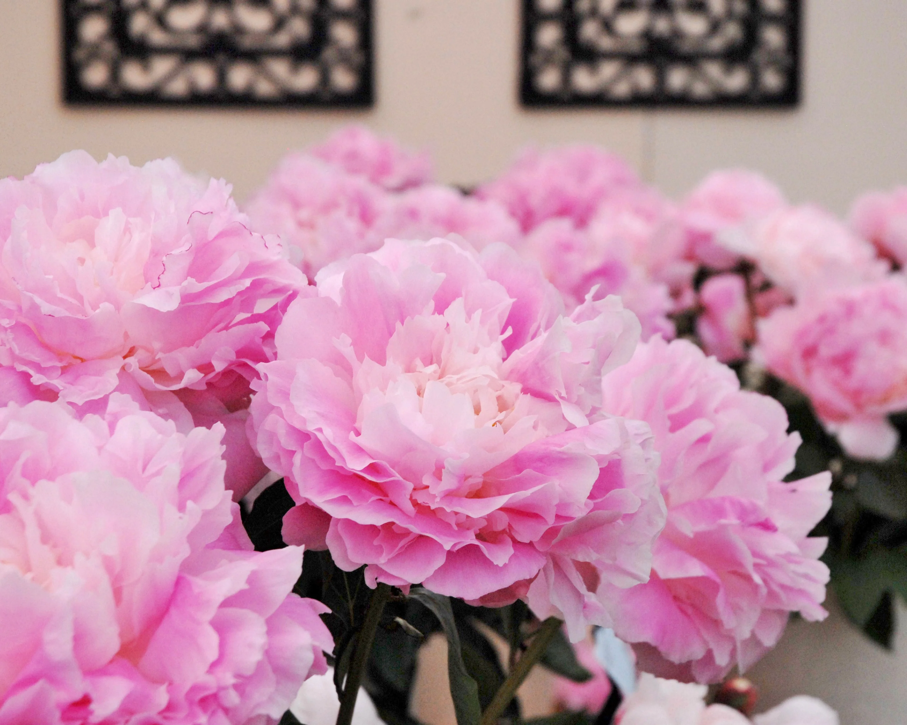 Paeonia 'Catharina Fontijn' - Image 8