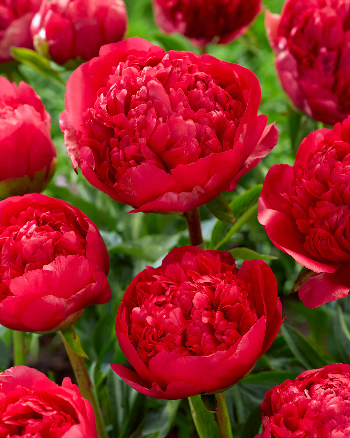 Paeonia 'Command Performance' - Image 10