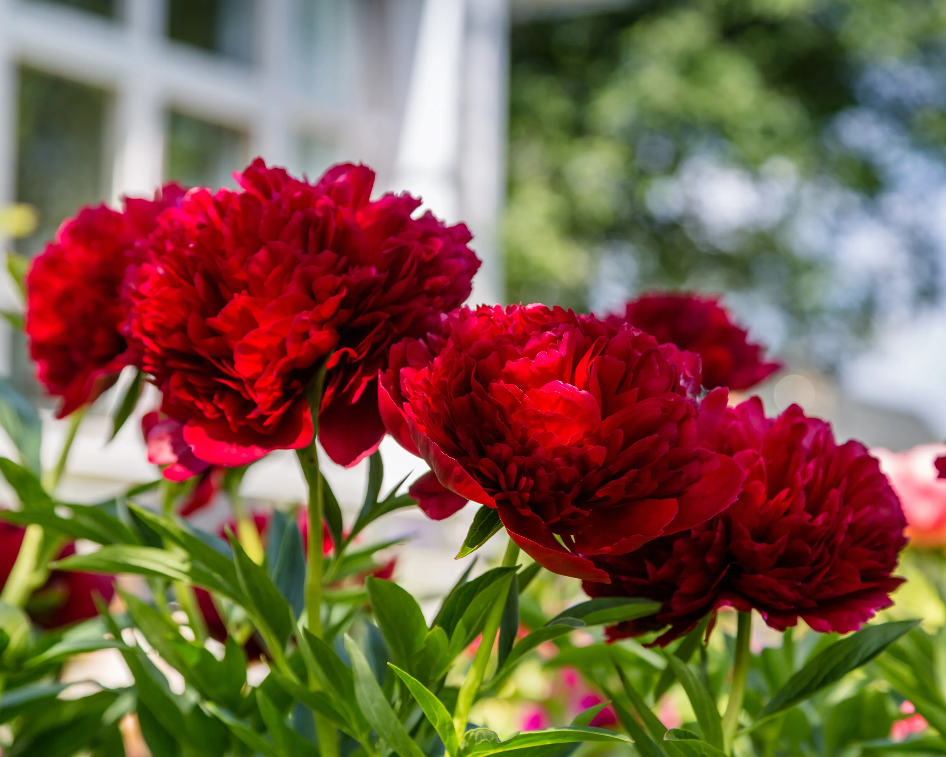 Paeonia 'Command Performance' - Image 2