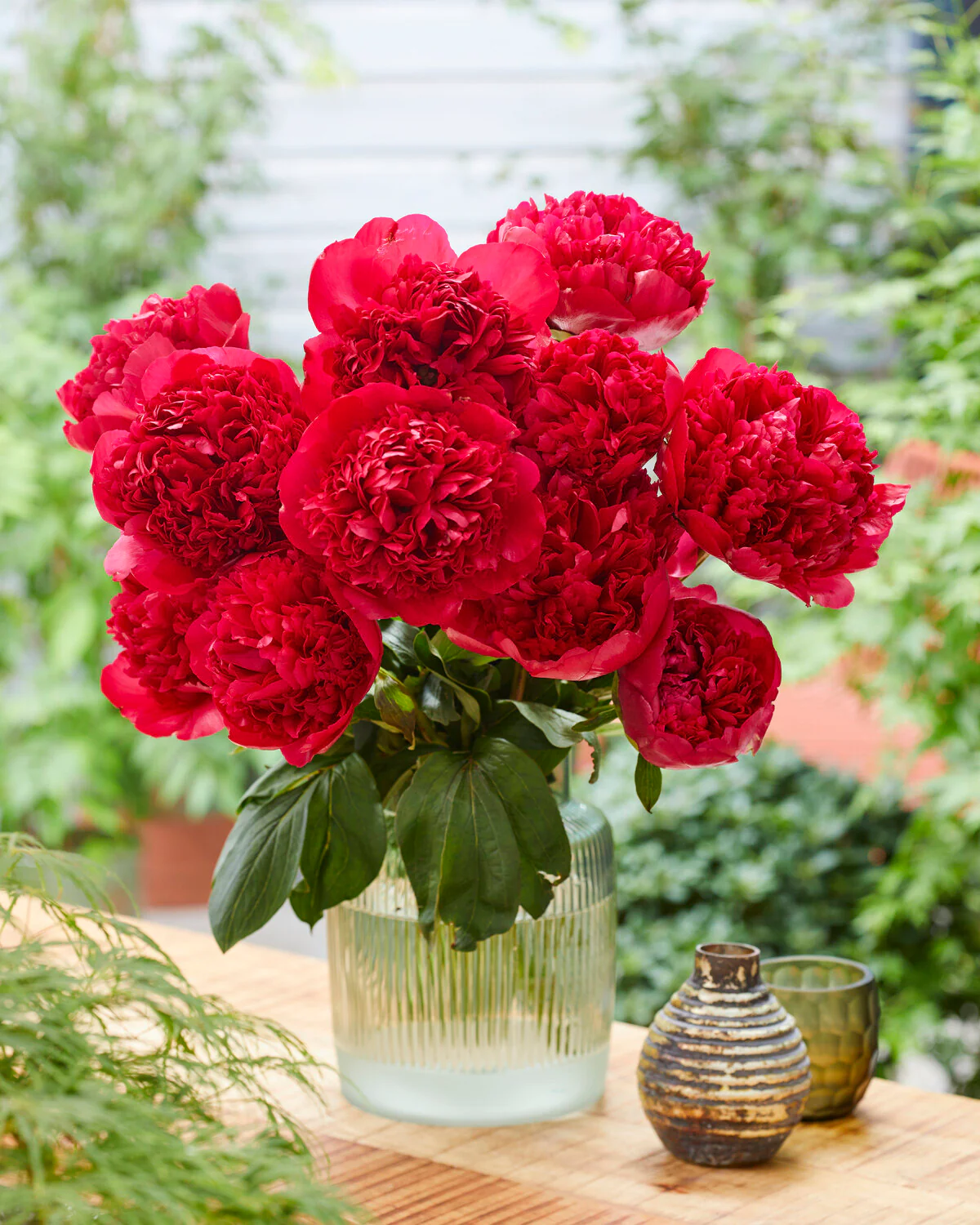 Paeonia 'Command Performance' - Image 4