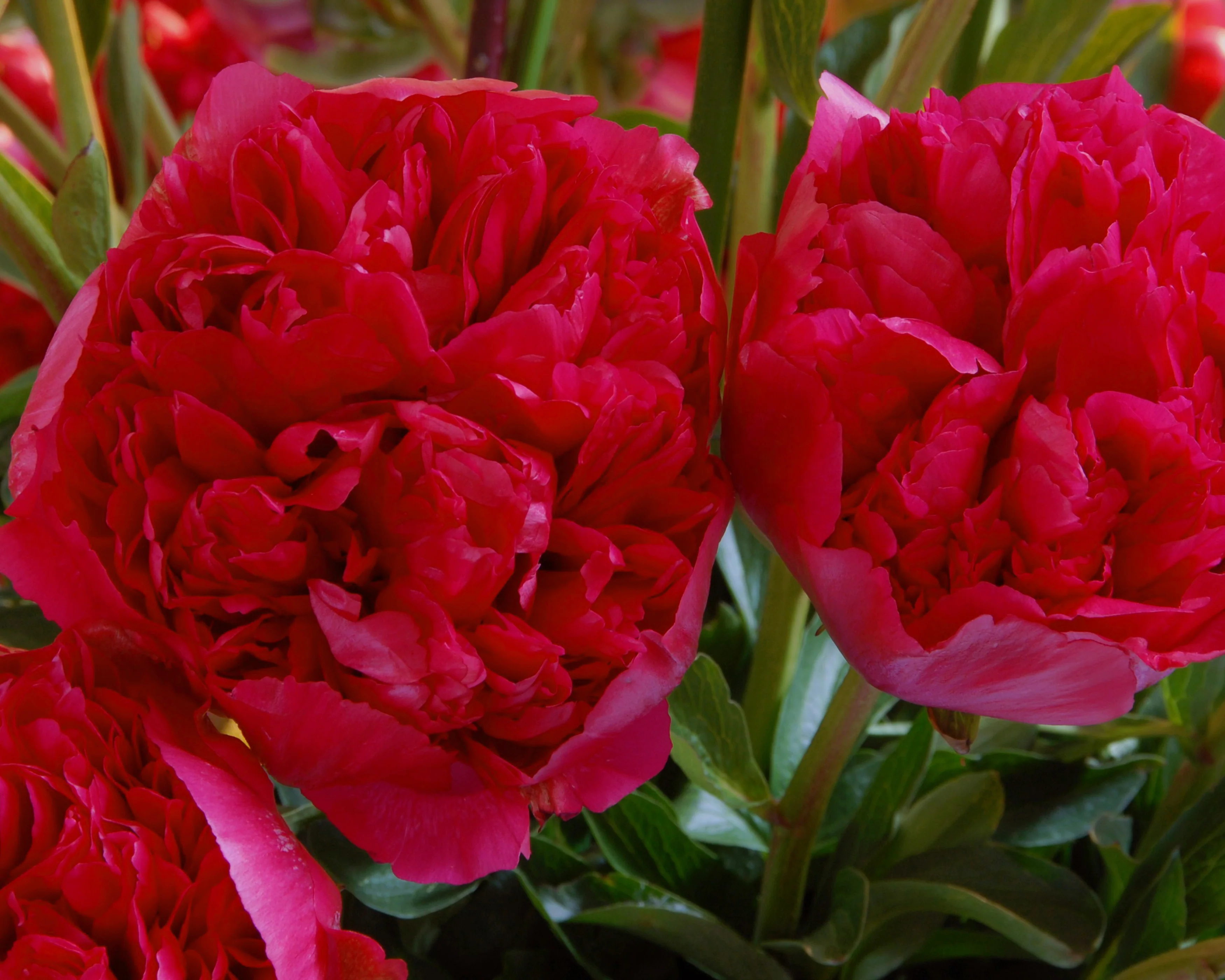 Paeonia 'Command Performance' - Image 5