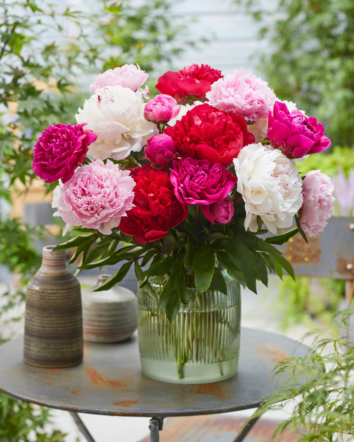 Paeonia 'Command Performance' - Image 8
