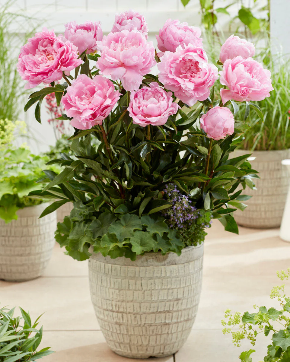Paeonia 'Dinner Plate' - Image 2