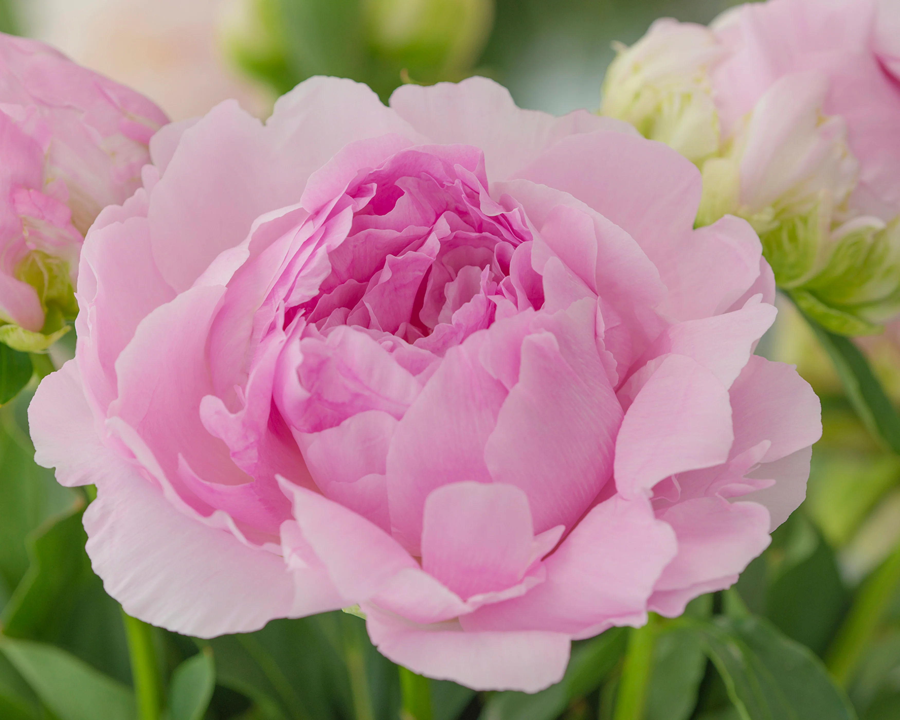 Paeonia 'Dinner Plate' - Image 5