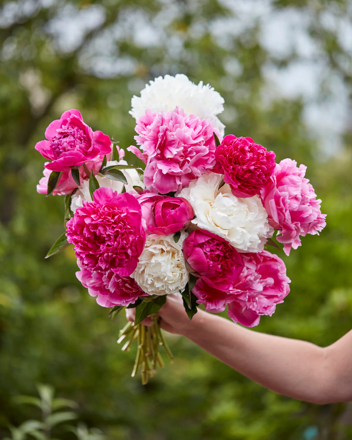 Paeonia 'Dinner Plate' - Image 6