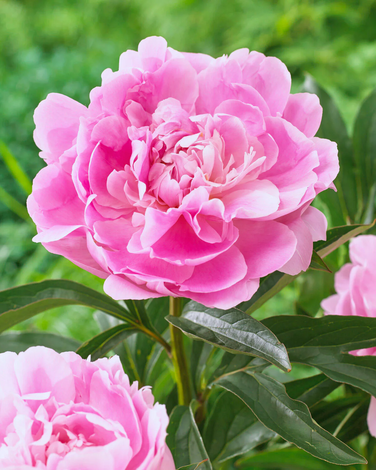 Paeonia 'Dinner Plate' - Image 7