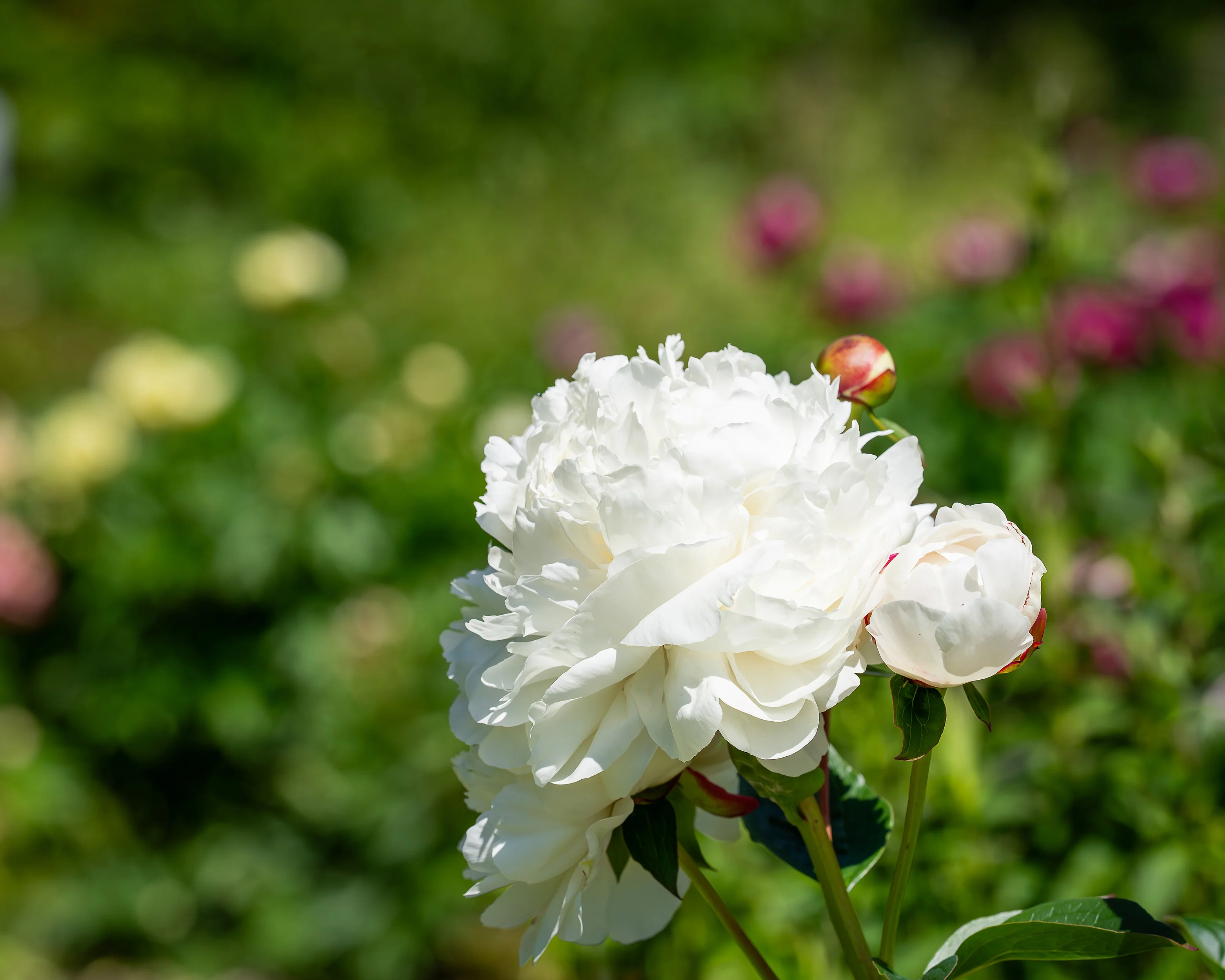 Paeonia 'Elsa Sass' - Image 5