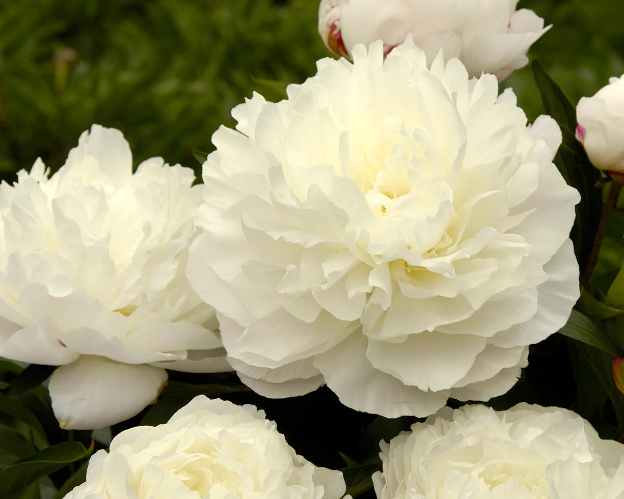 Paeonia 'Elsa Sass' - Image 6