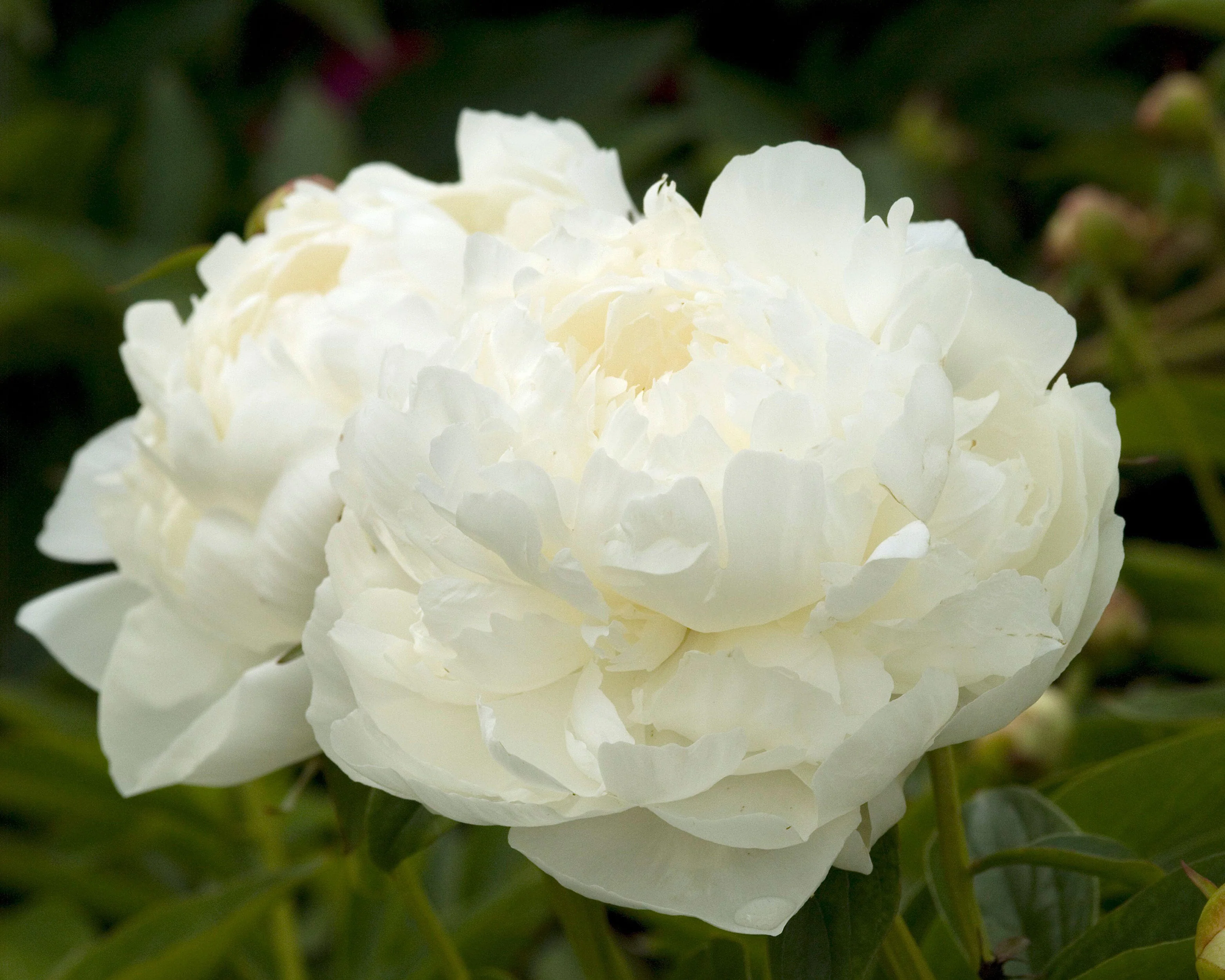Paeonia 'Elsa Sass' - Image 7