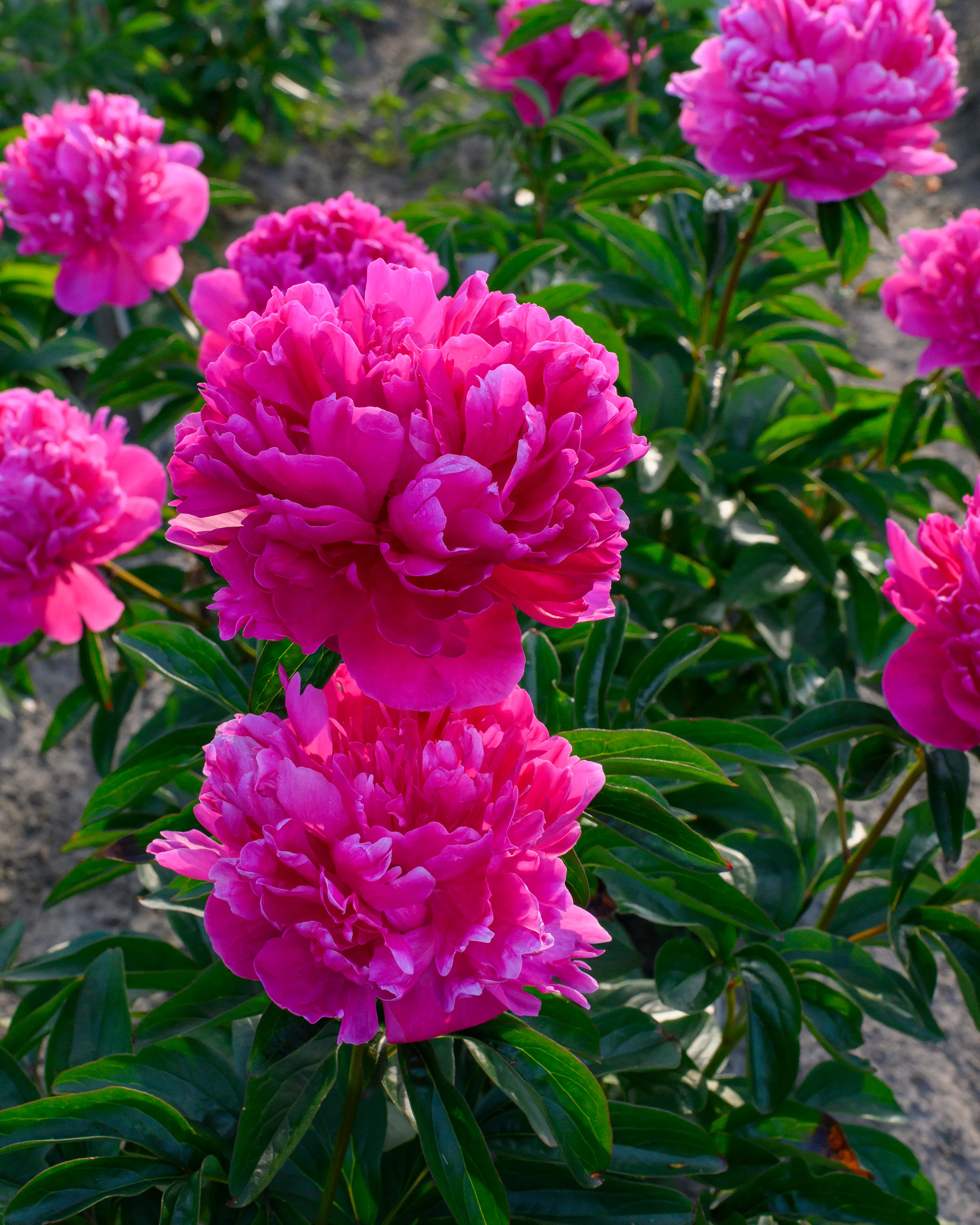 Paeonia 'Félix Crousse' - Image 6