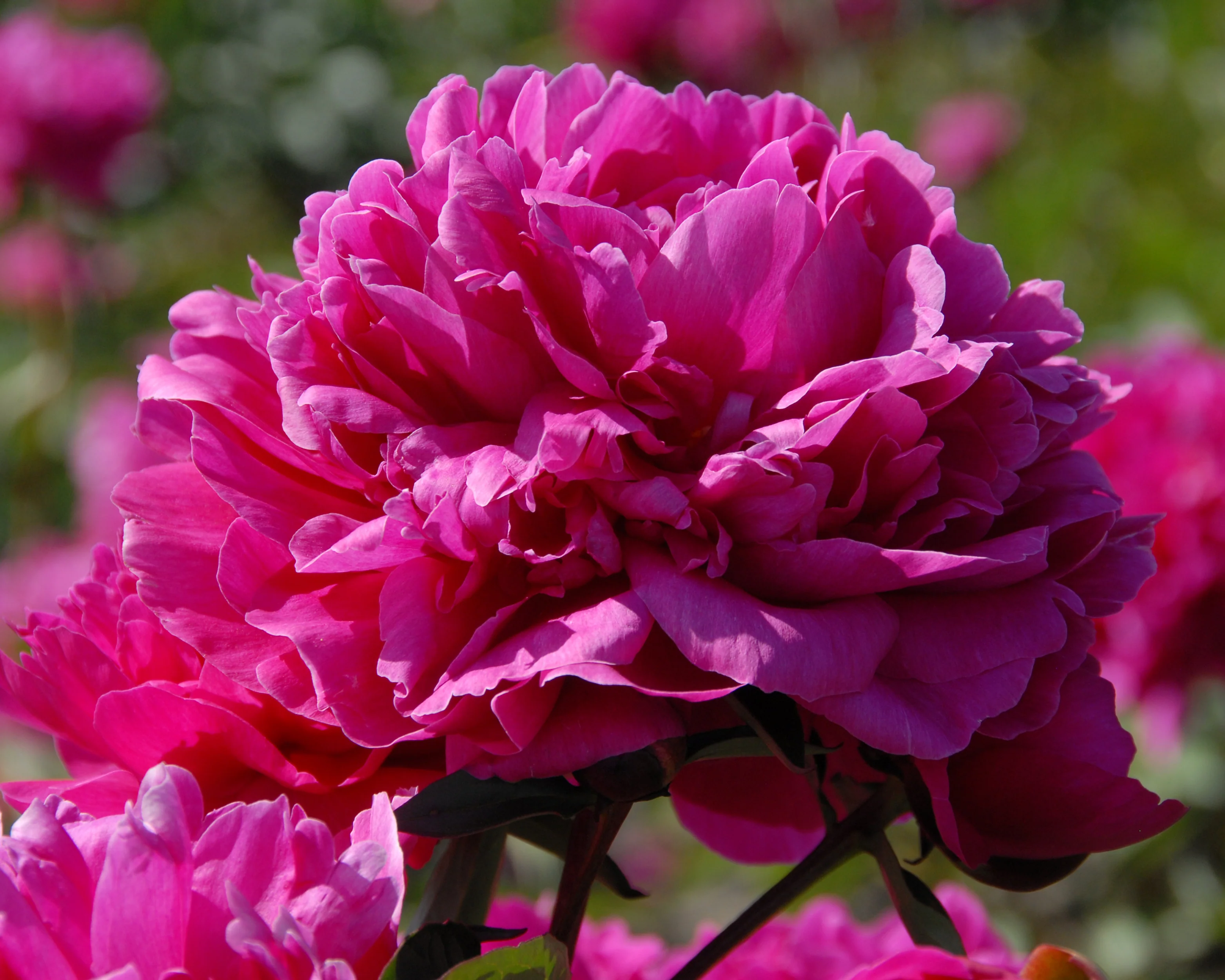 Paeonia 'Félix Crousse' - Image 7