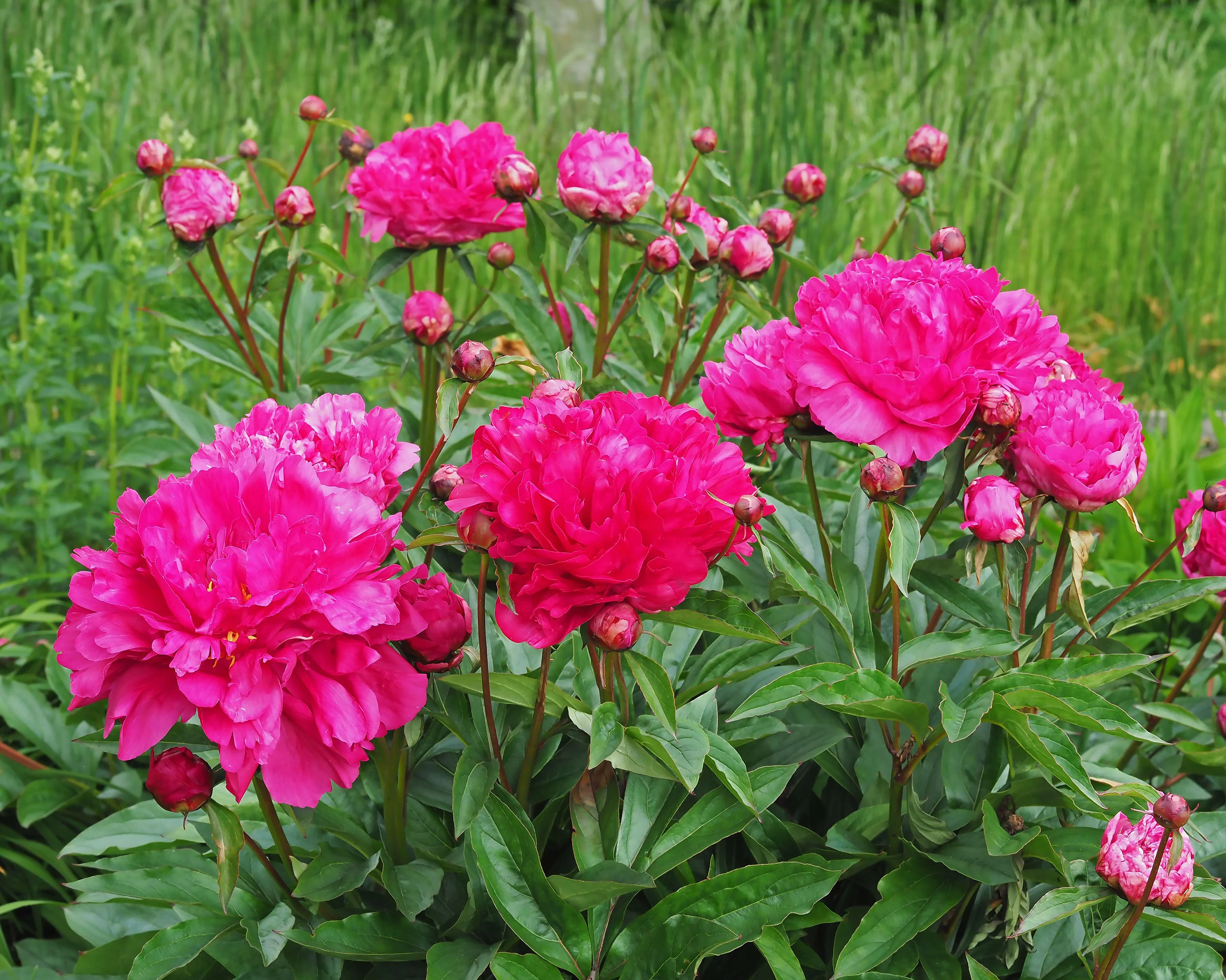 Paeonia 'Félix Crousse' - Image 8