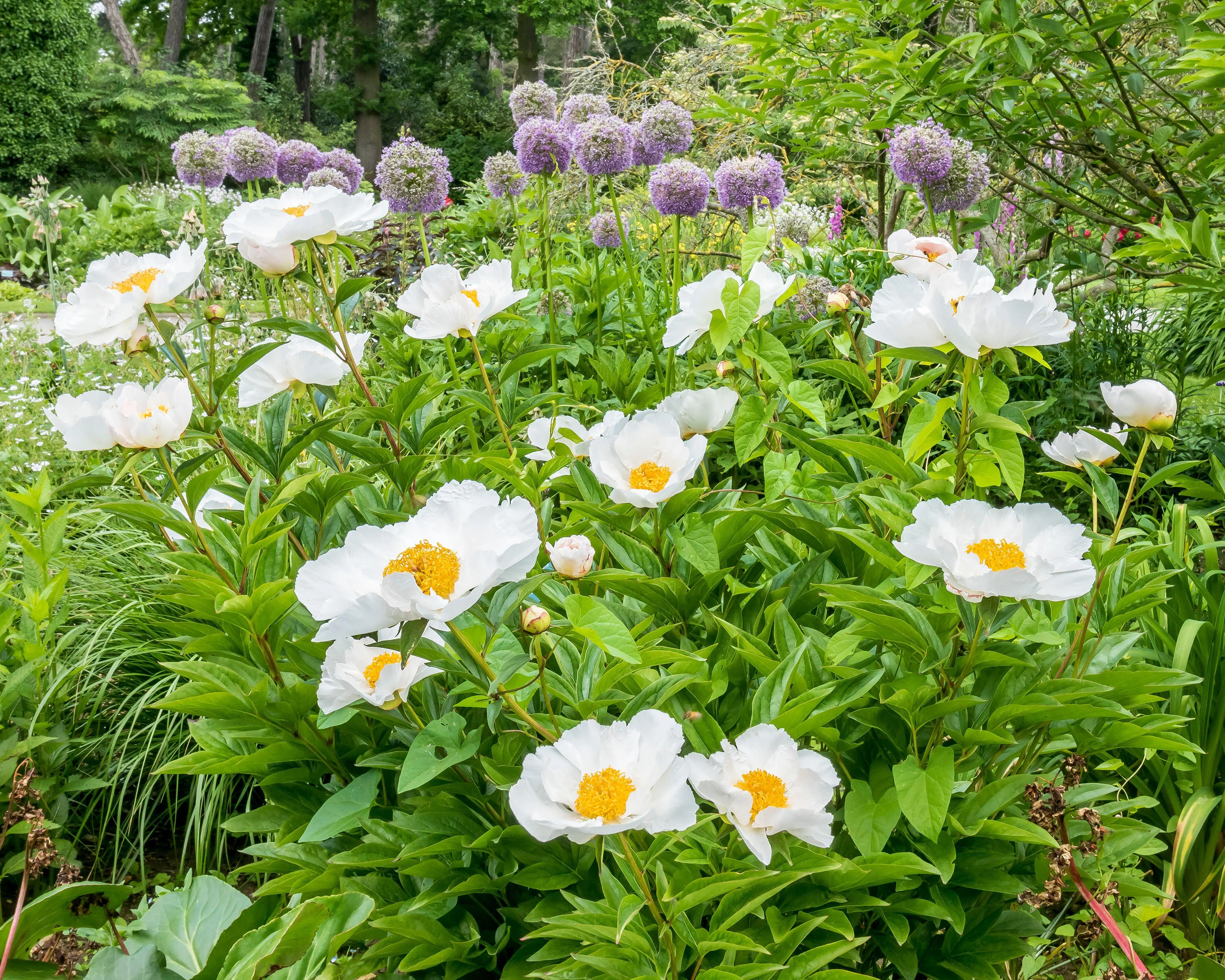 Paeonia 'Krinkled White' - Image 2