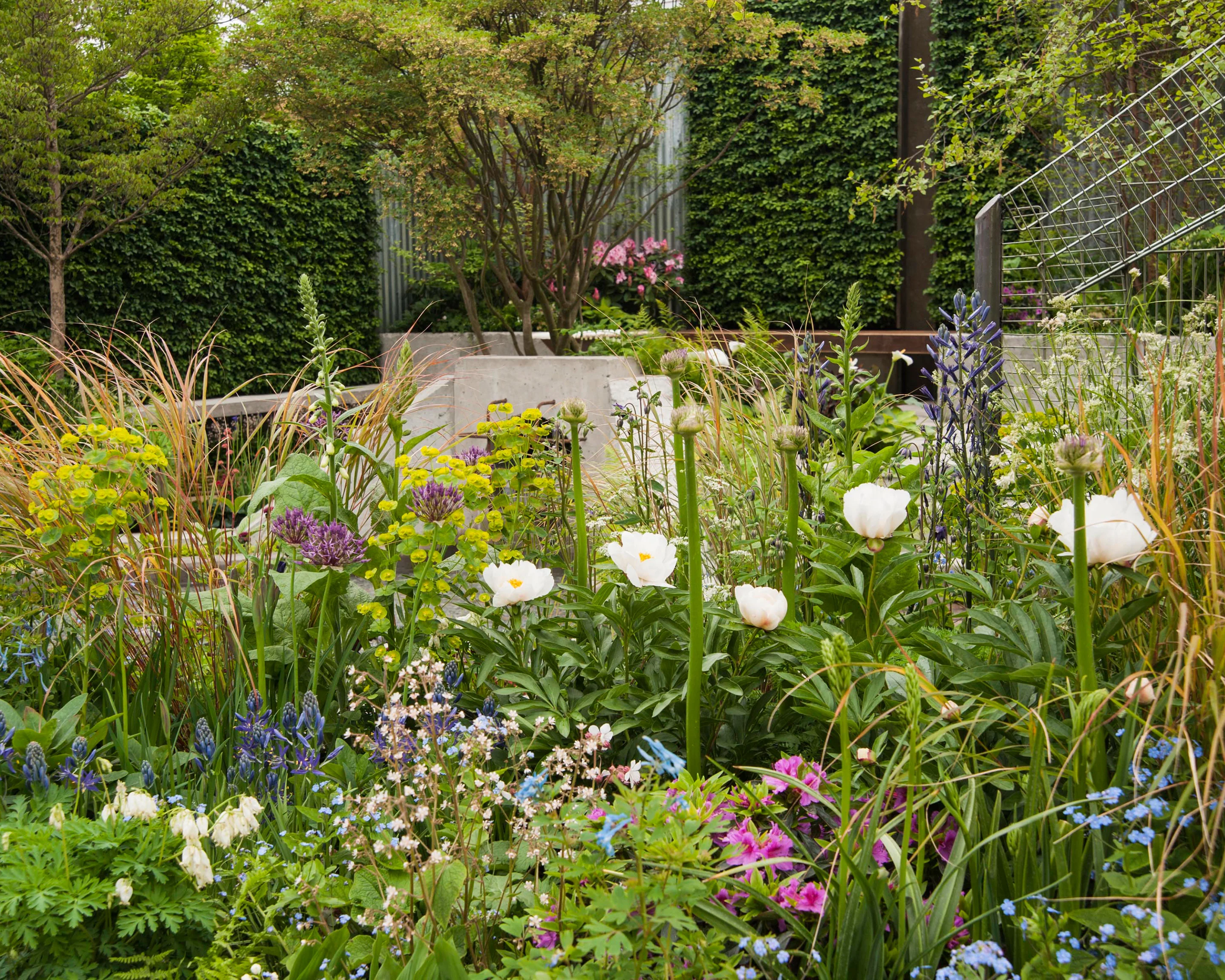 Paeonia 'Krinkled White' - Image 3