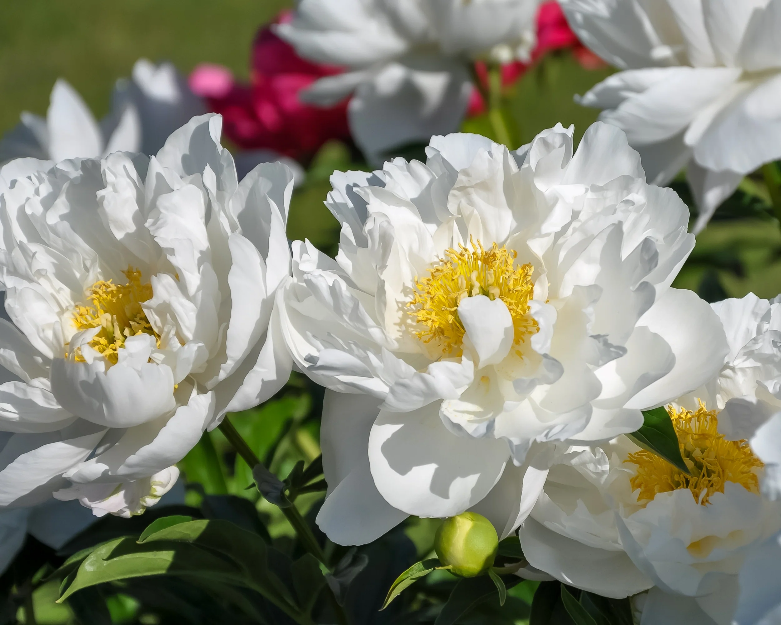 Paeonia 'Krinkled White' - Image 6