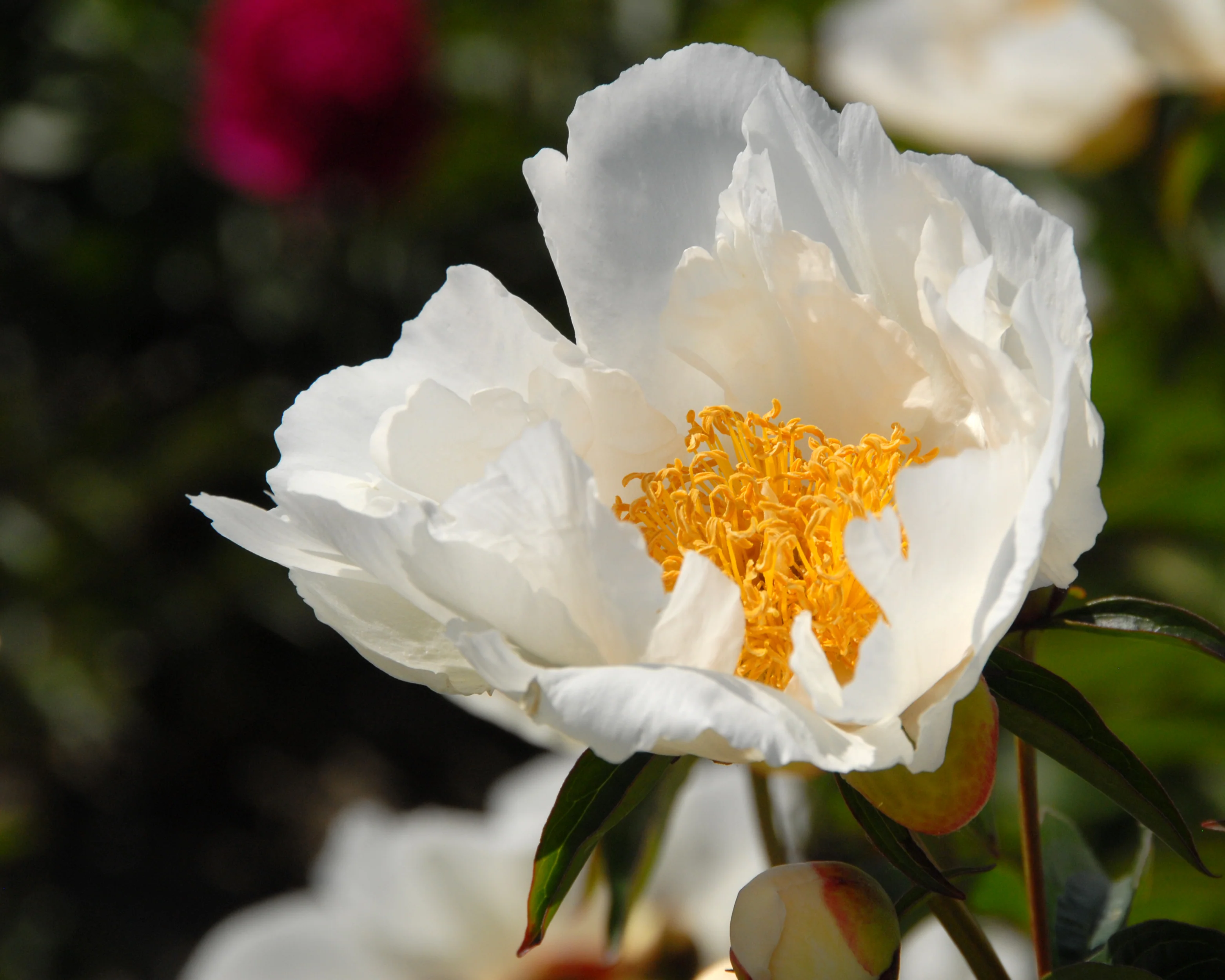 Paeonia 'Krinkled White' - Image 8