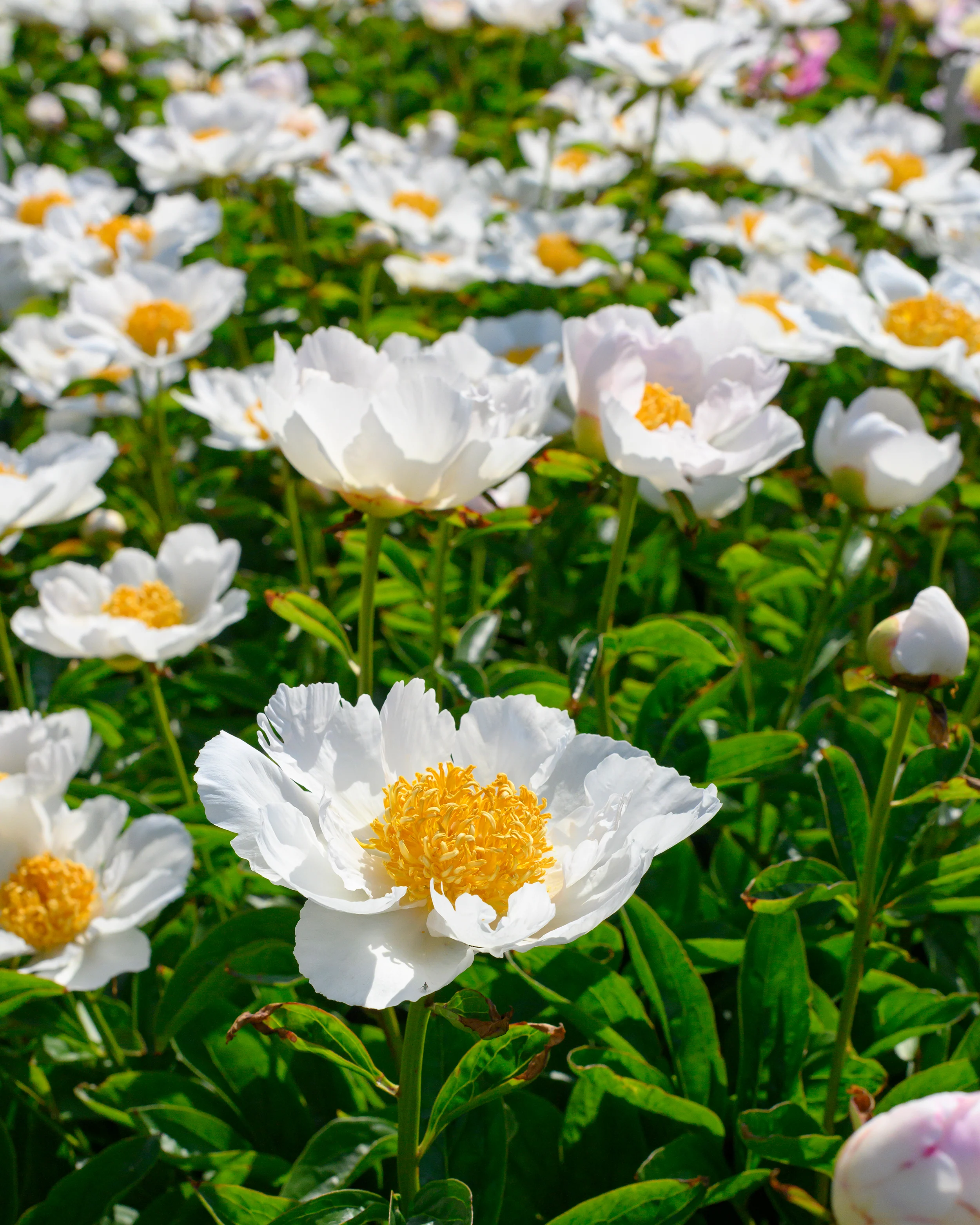Paeonia 'Krinkled White' - Image 9