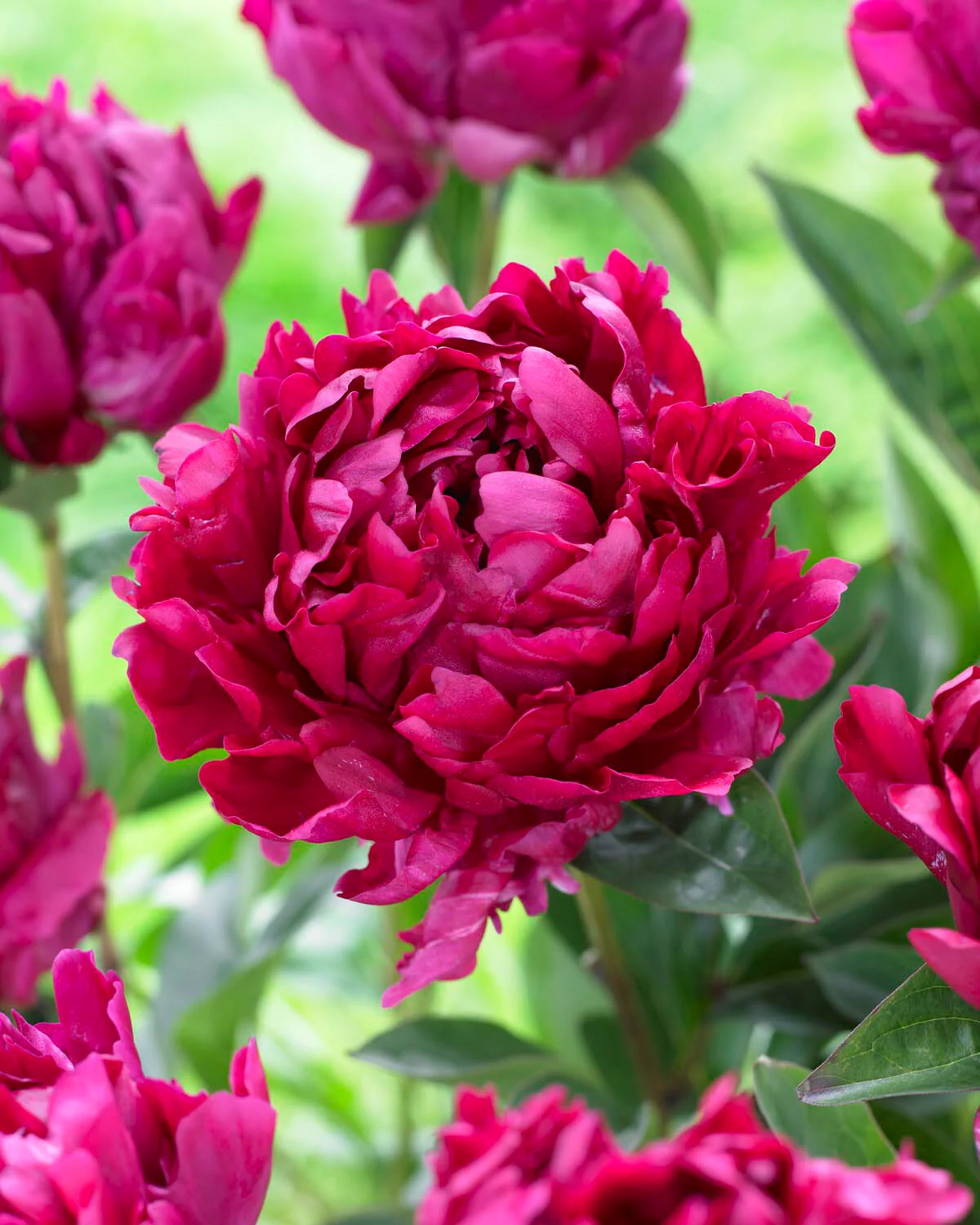 Paeonia 'Lady in Red' - Image 4