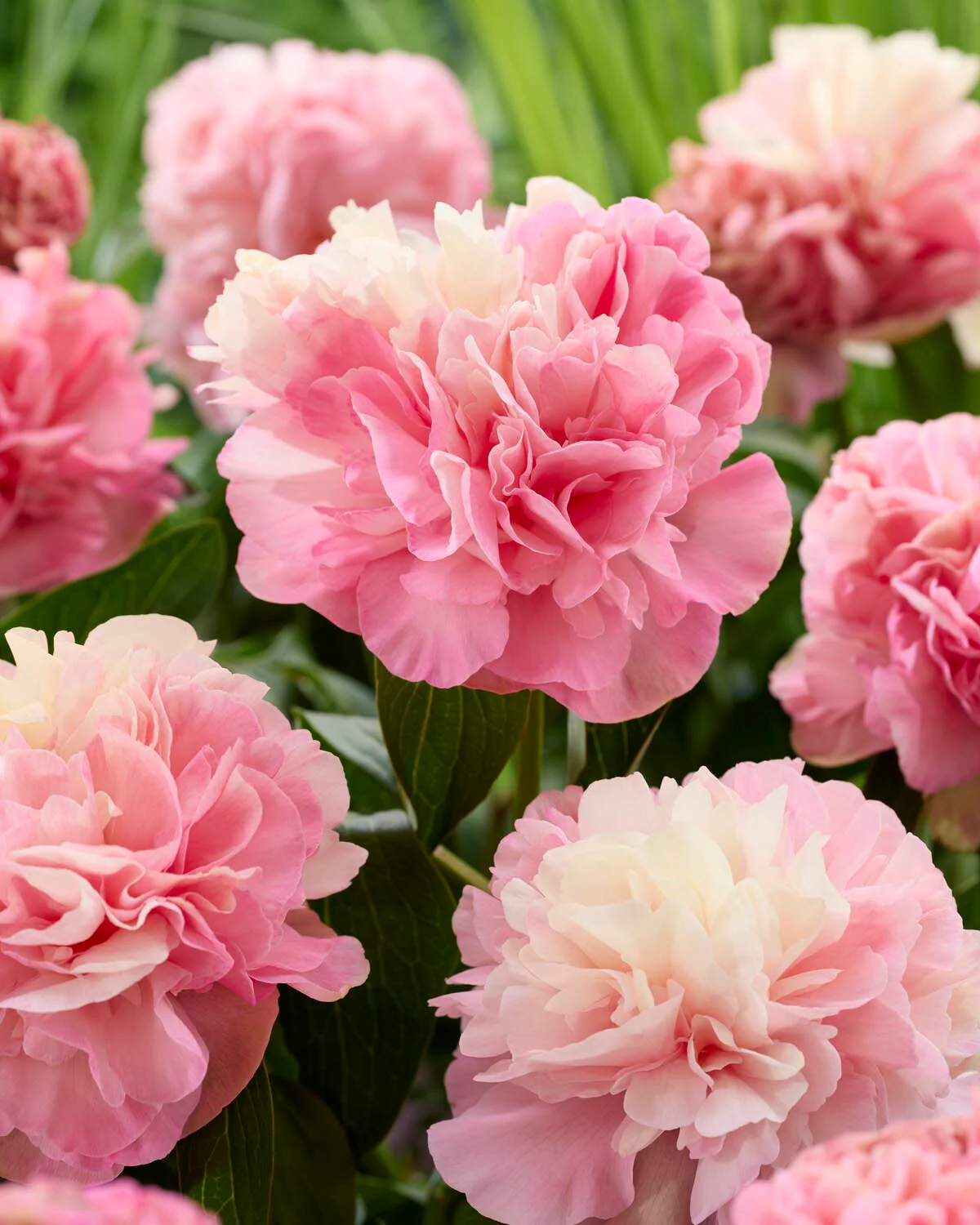 Paeonia 'Lois Choice' - Image 3