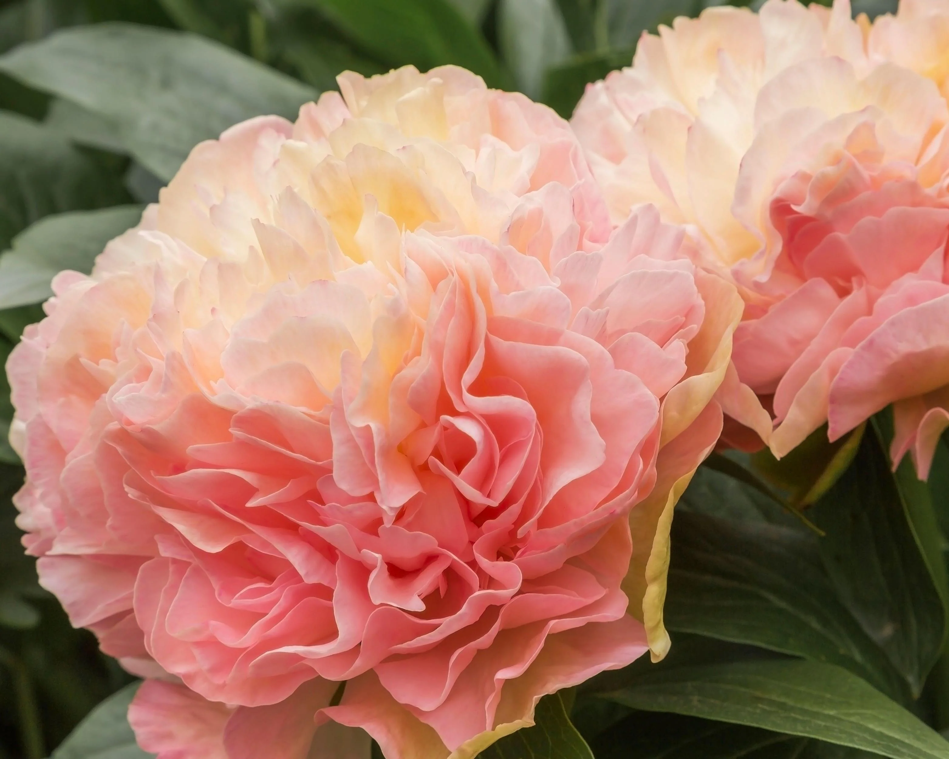 Paeonia 'Lois Choice' - Image 5