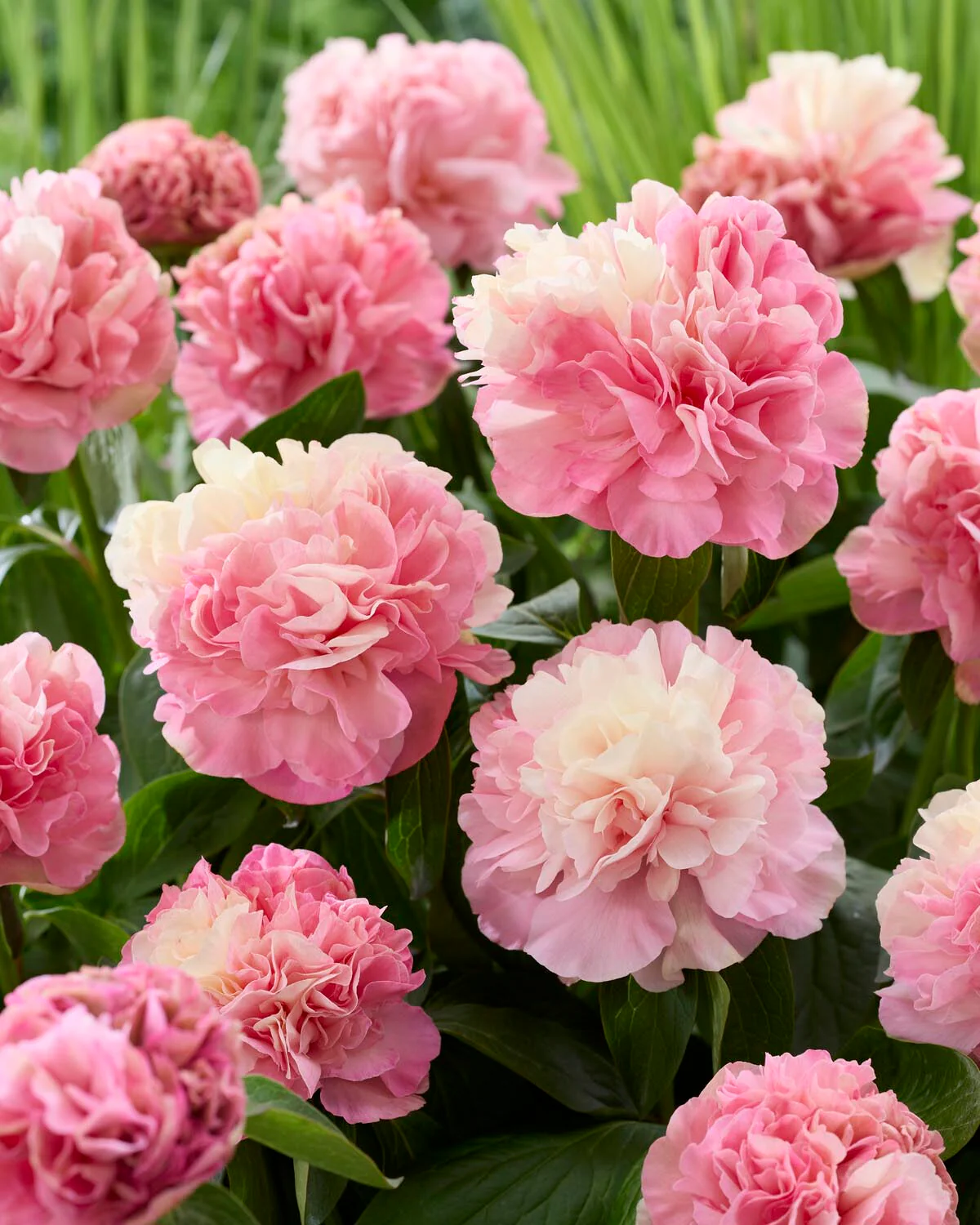 Paeonia 'Lois Choice' - Image 6