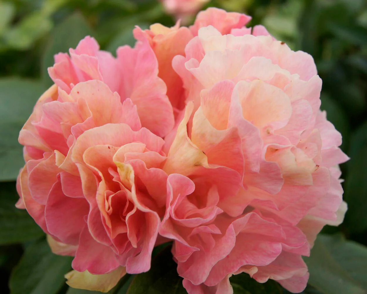 Paeonia 'Lois Choice' - Image 7