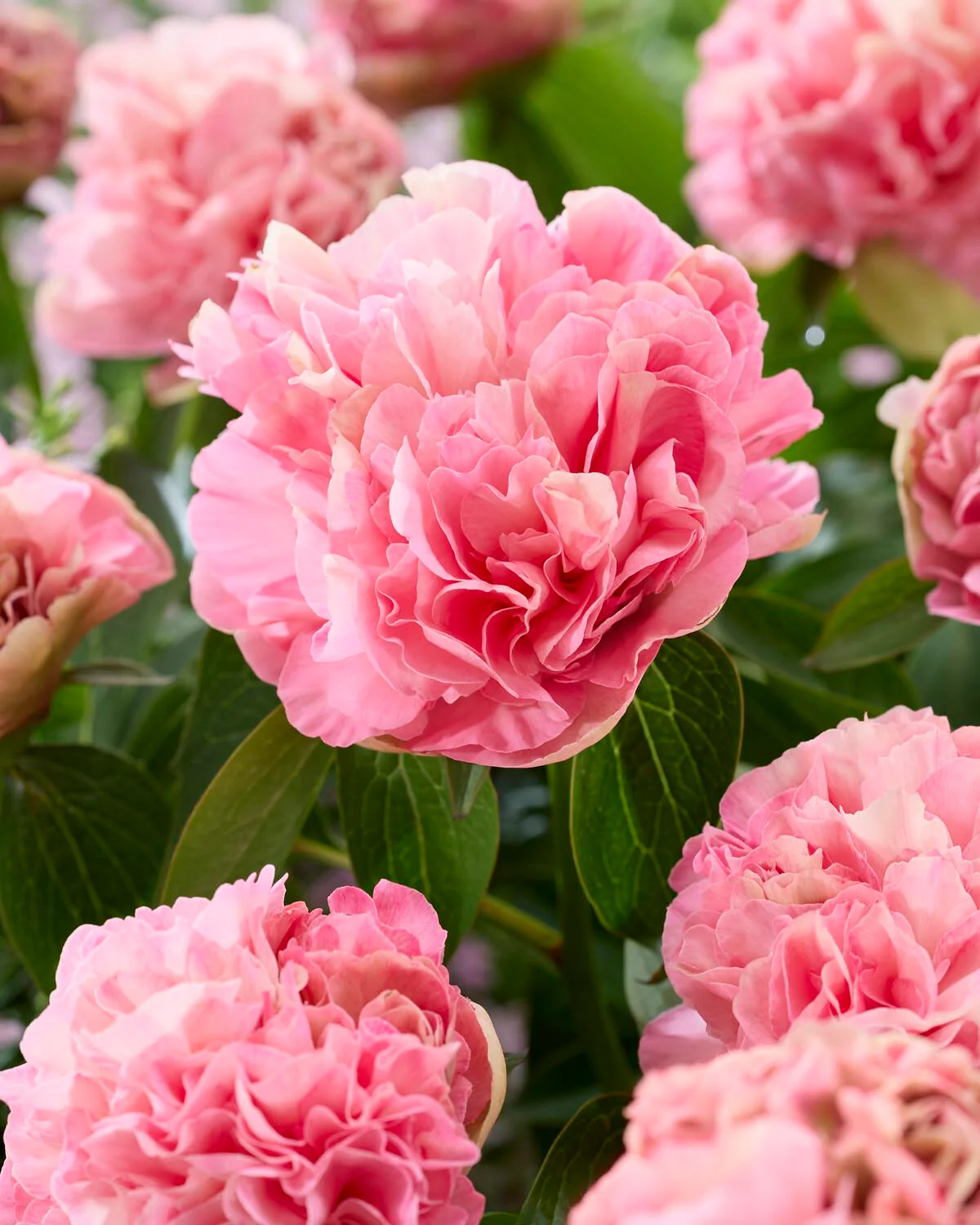Paeonia 'Lois Choice' - Image 8