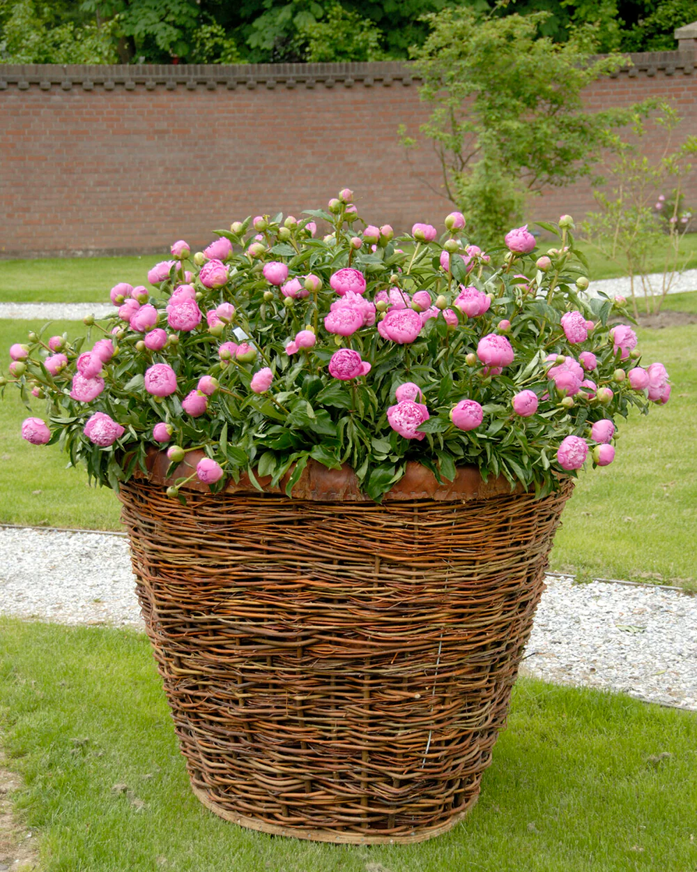 Paeonia 'Monsieur Jules Elie' - Image 5