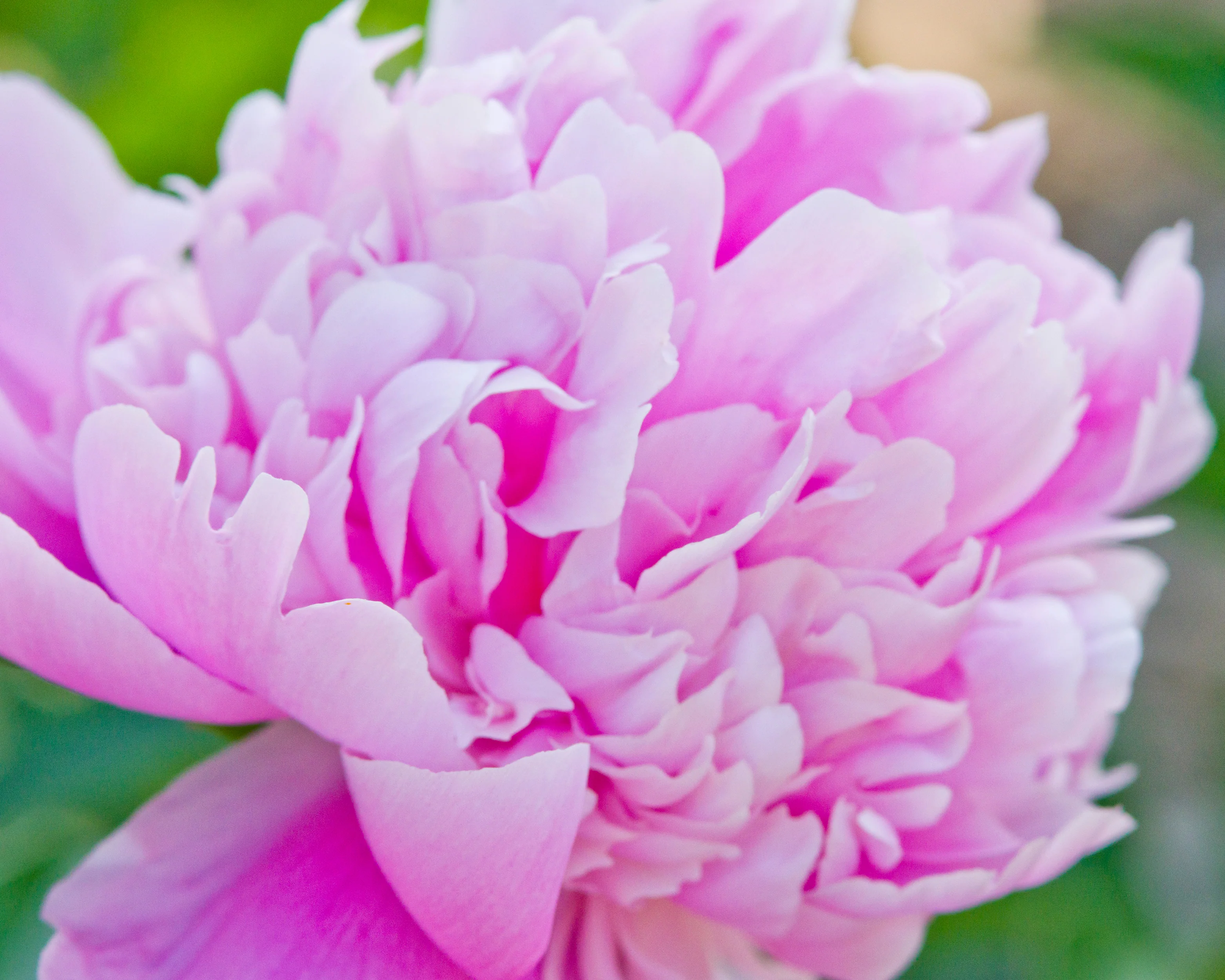 Paeonia 'Monsieur Jules Elie' - Image 9