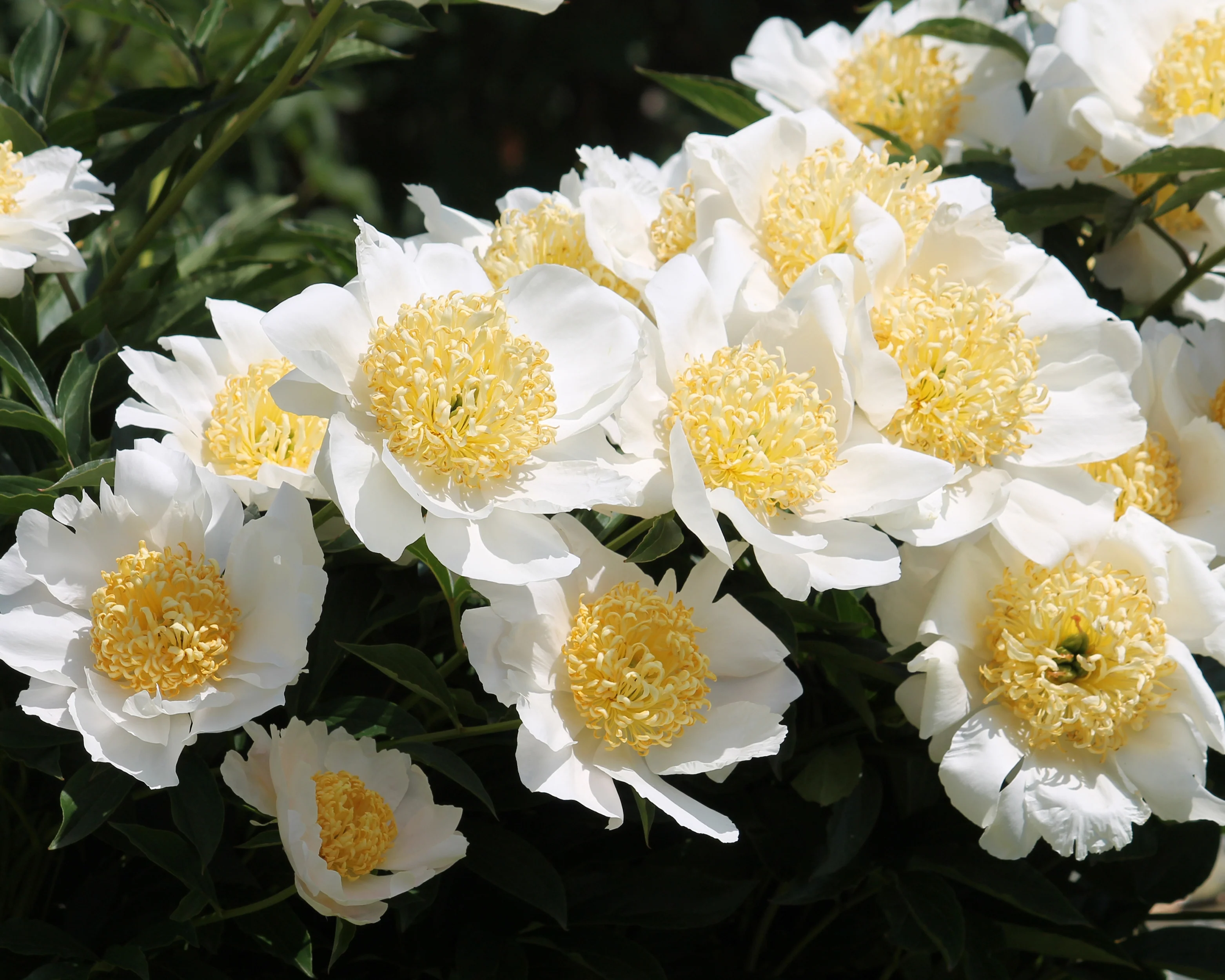 Paeonia 'Moon of Nippon' - Image 2
