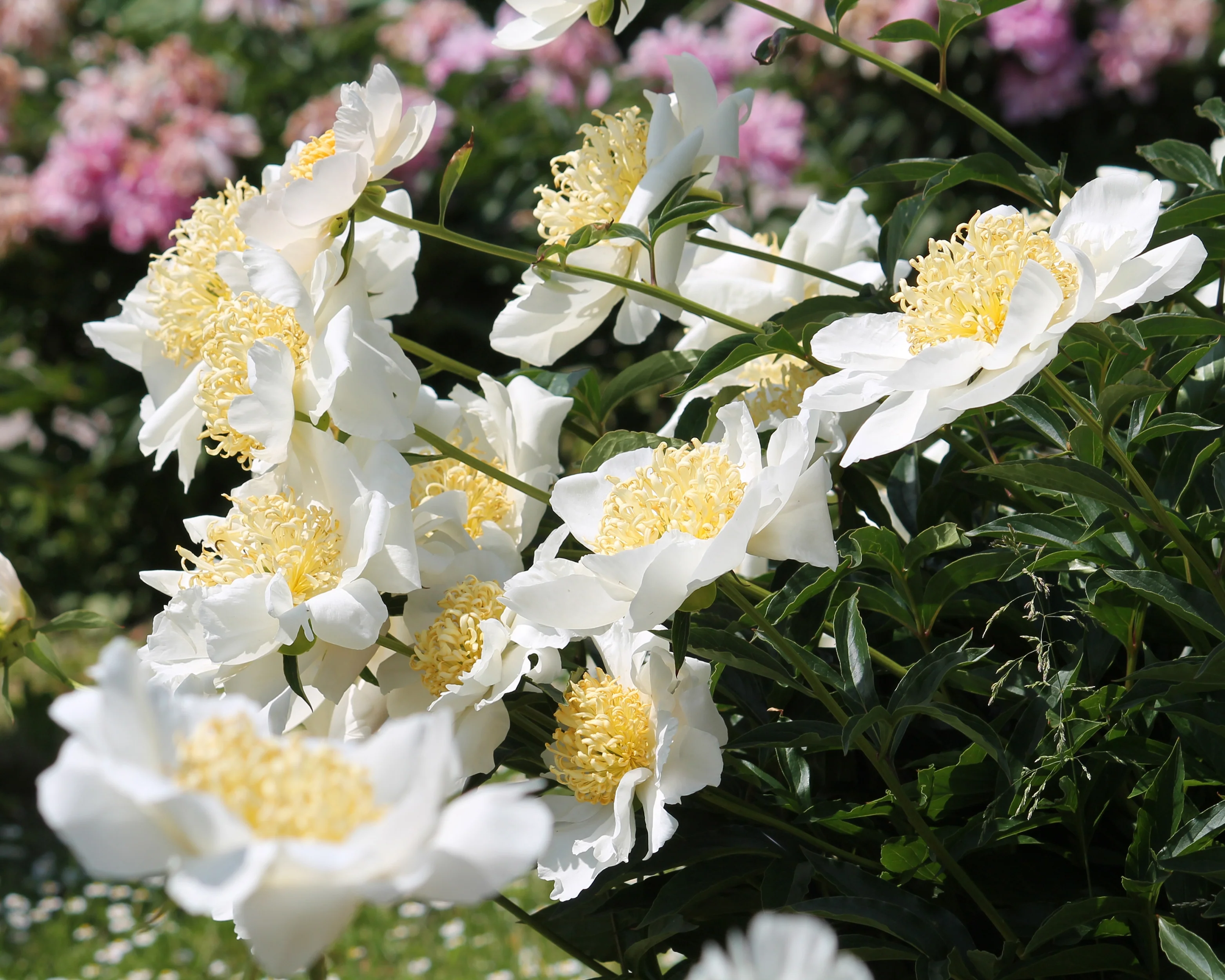 Paeonia 'Moon of Nippon' - Image 5