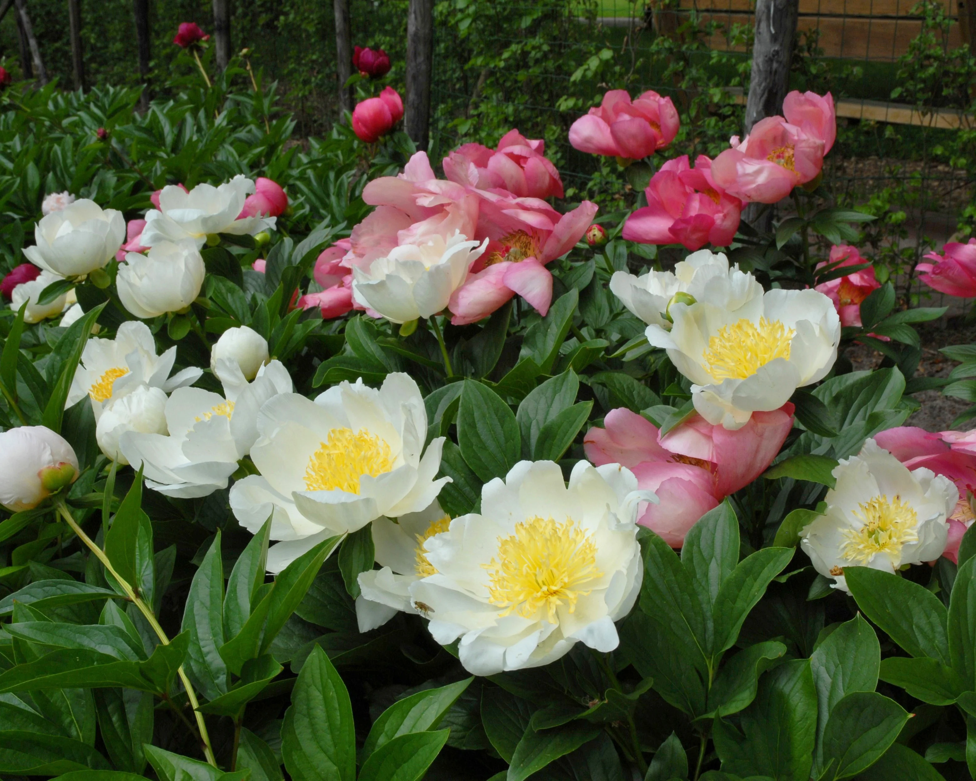Paeonia 'Moon of Nippon' - Image 6