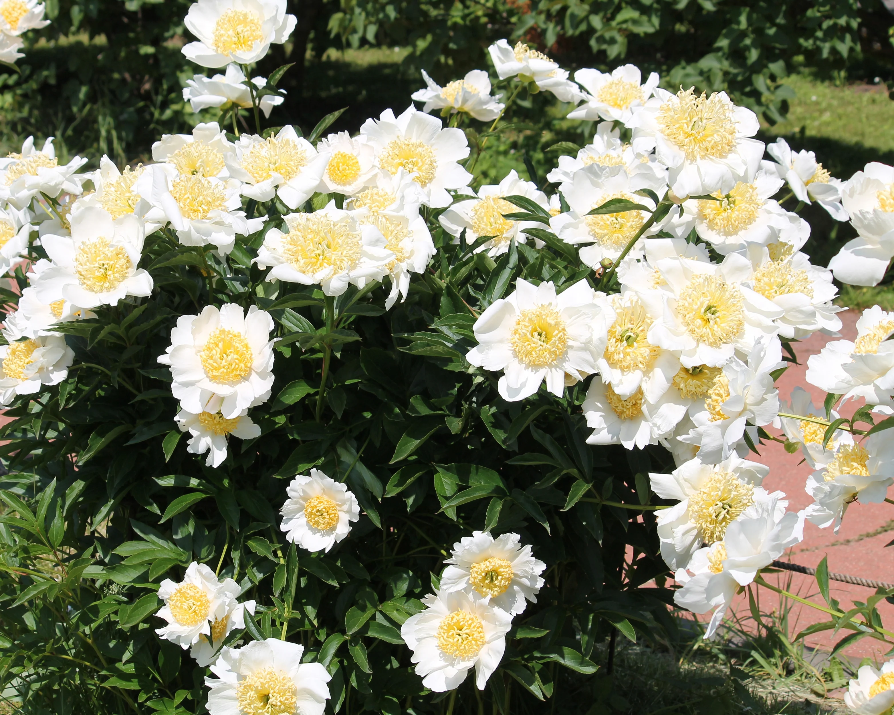 Paeonia 'Moon of Nippon' - Image 9