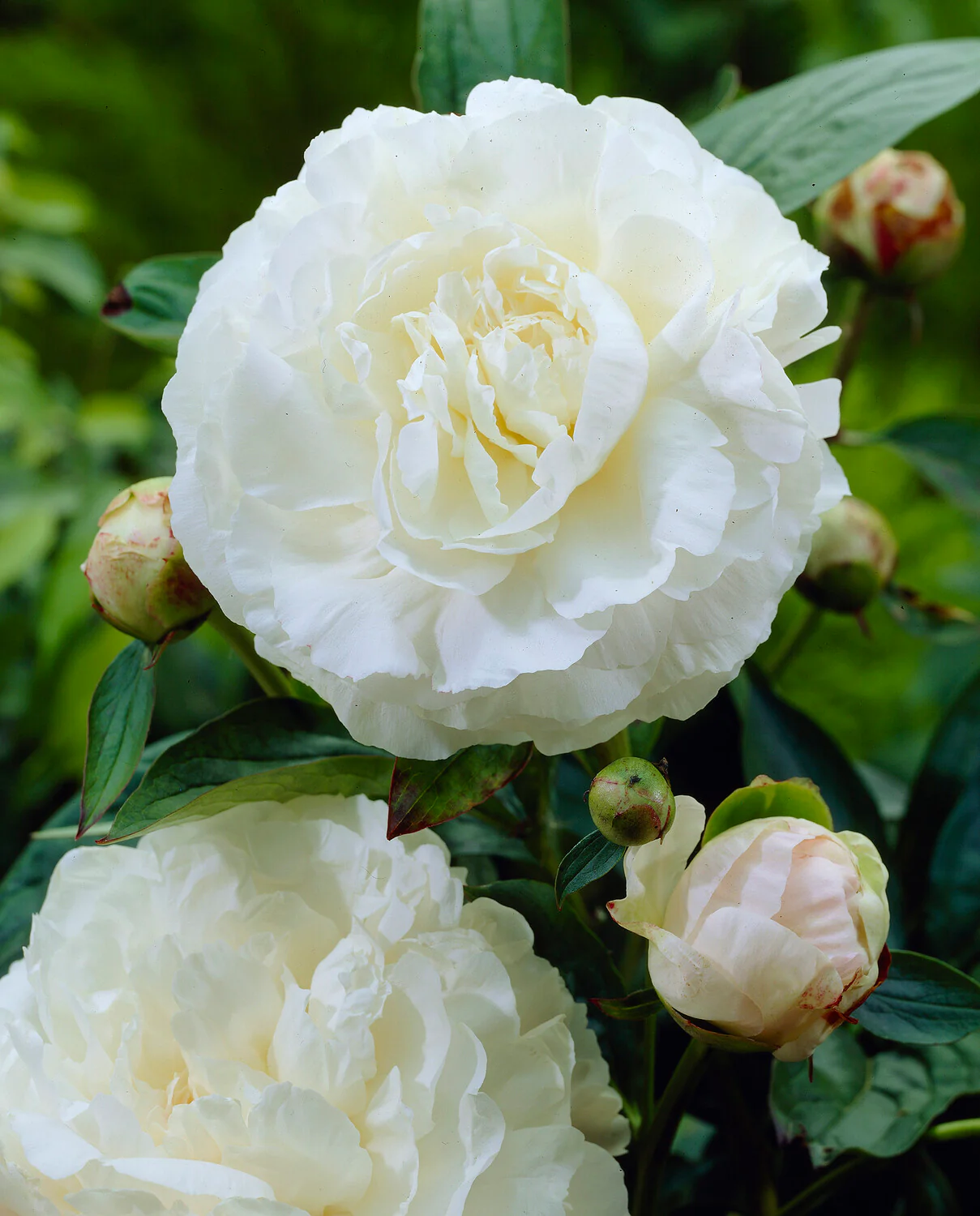 Paeonia 'Mother's Choice' - Image 5