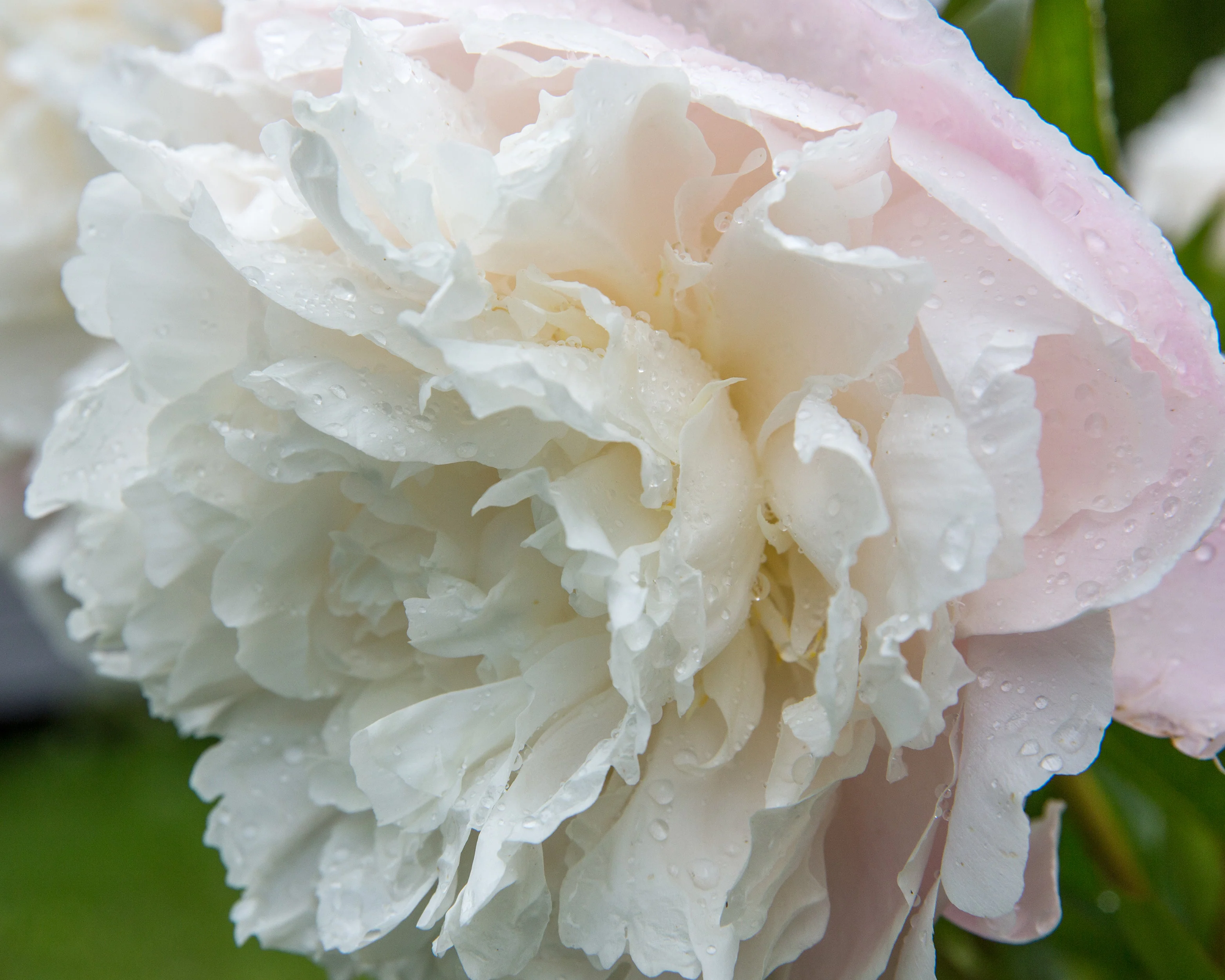 Paeonia 'Mother's Choice' - Image 6