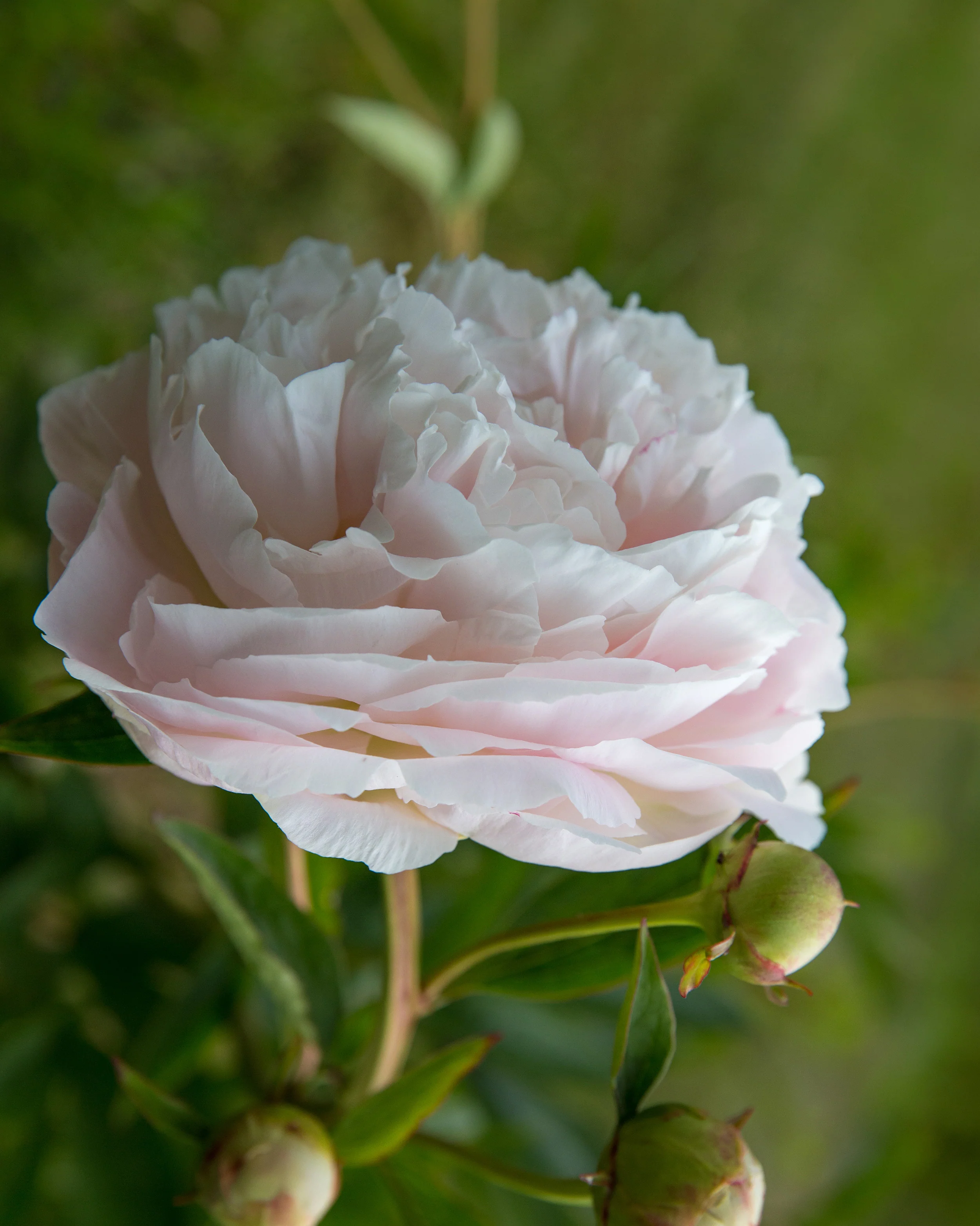 Paeonia 'Mother's Choice' - Image 7