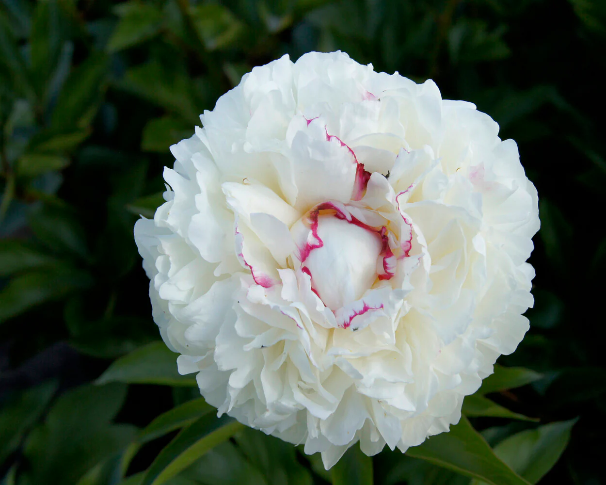 Paeonia 'Noemi Demay' - Image 4