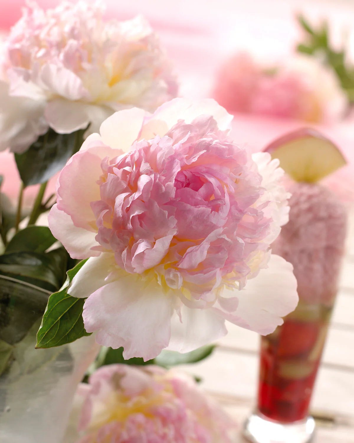 Paeonia 'Raspberry Sundae' - Image 10
