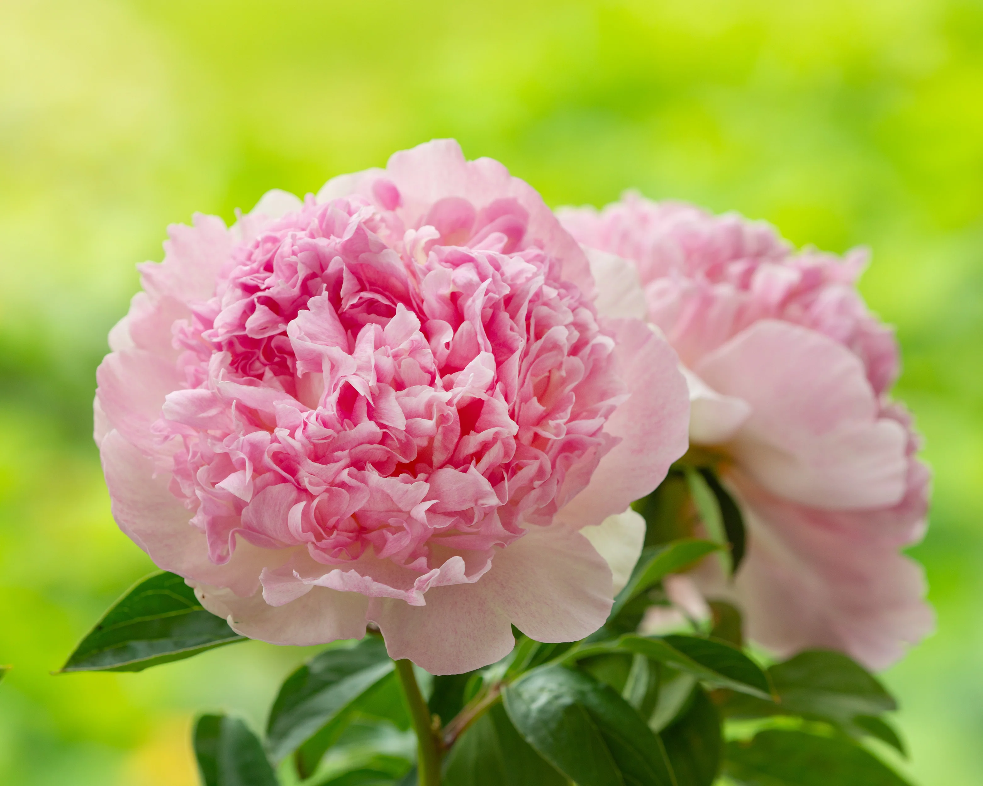 Paeonia 'Raspberry Sundae' - Image 5