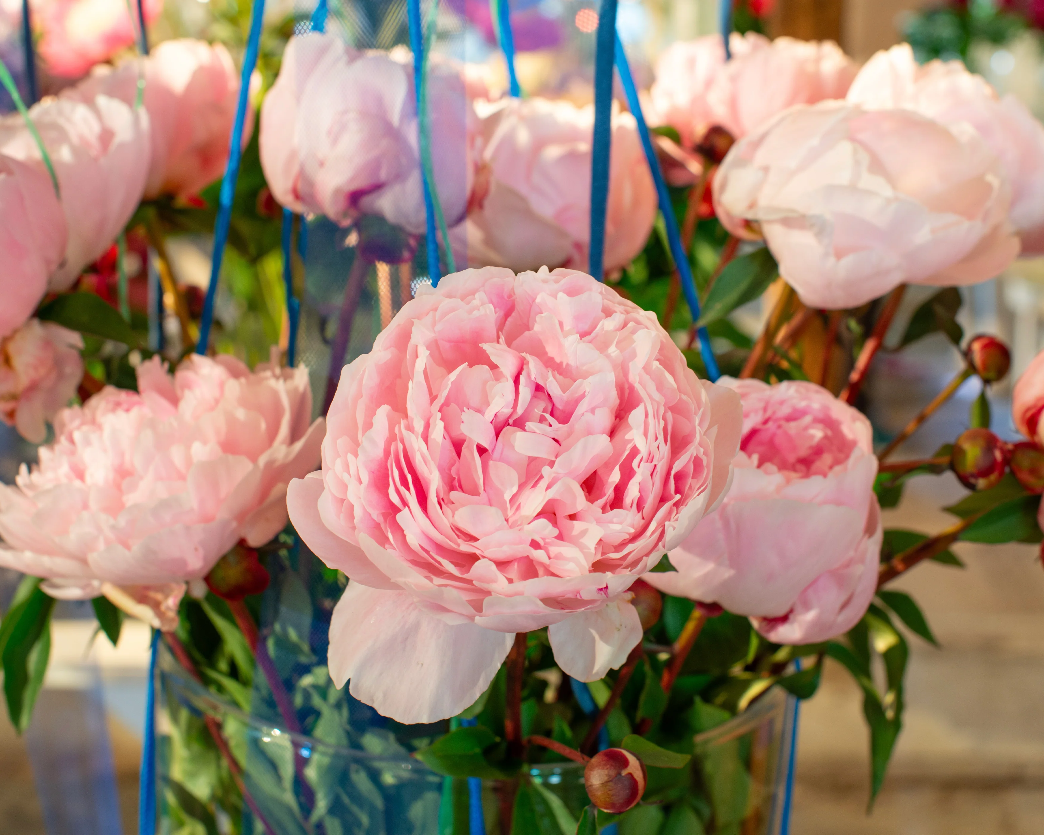 Paeonia 'Reine Hortense' - Image 5