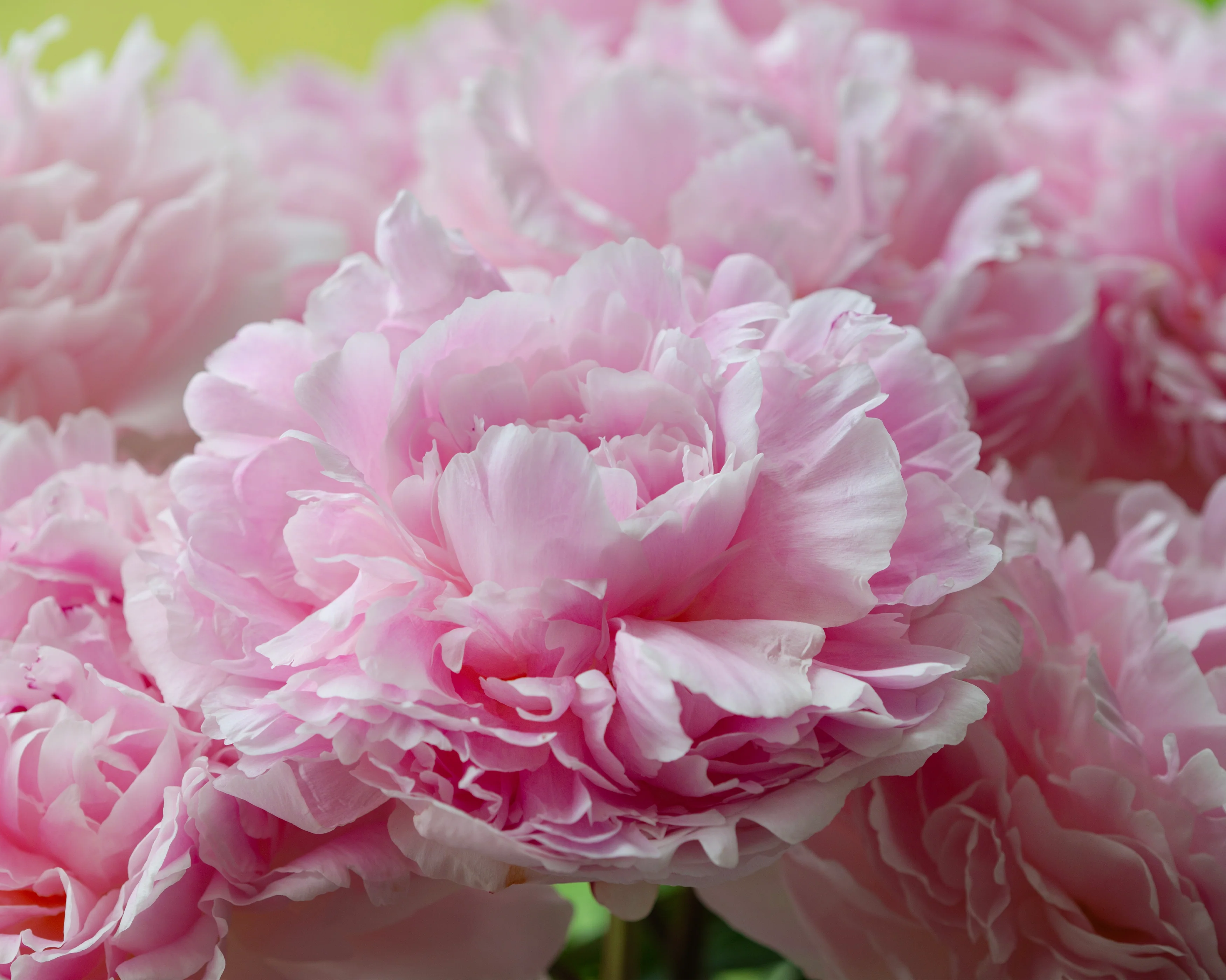 Paeonia 'Reine Hortense' - Image 6