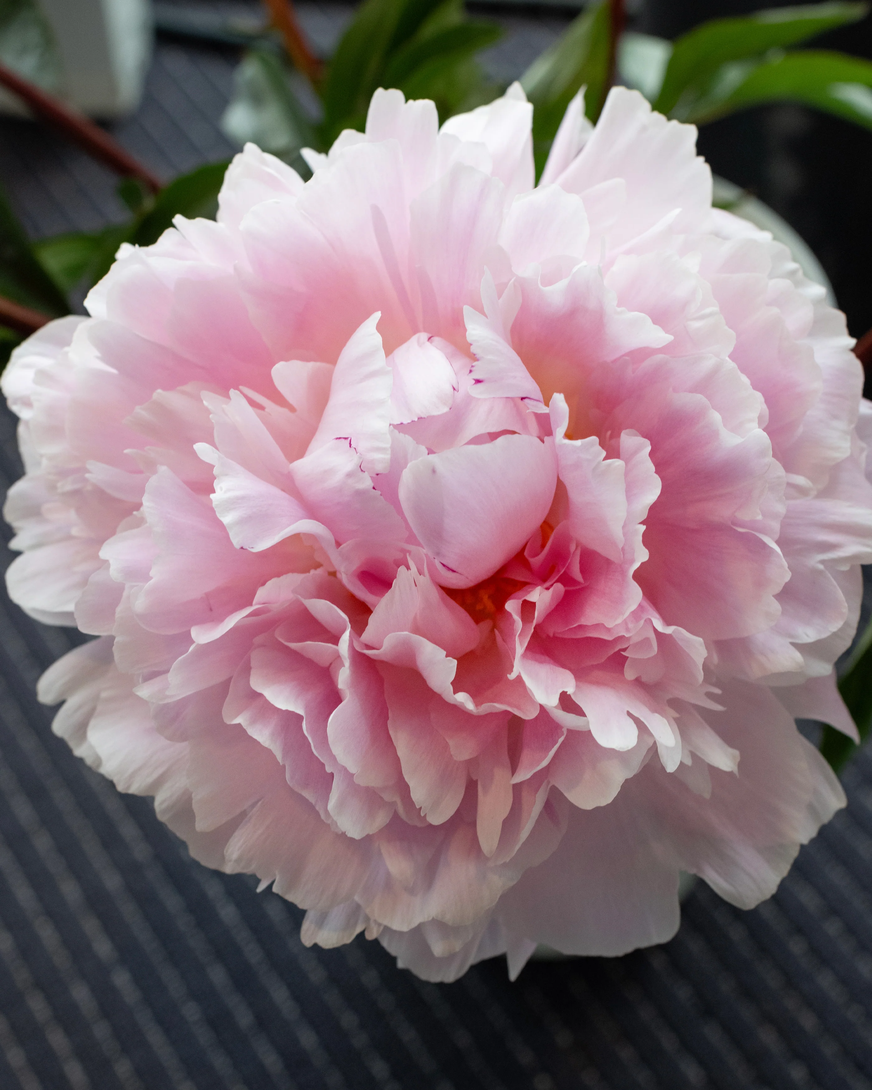 Paeonia 'Reine Hortense' - Image 8